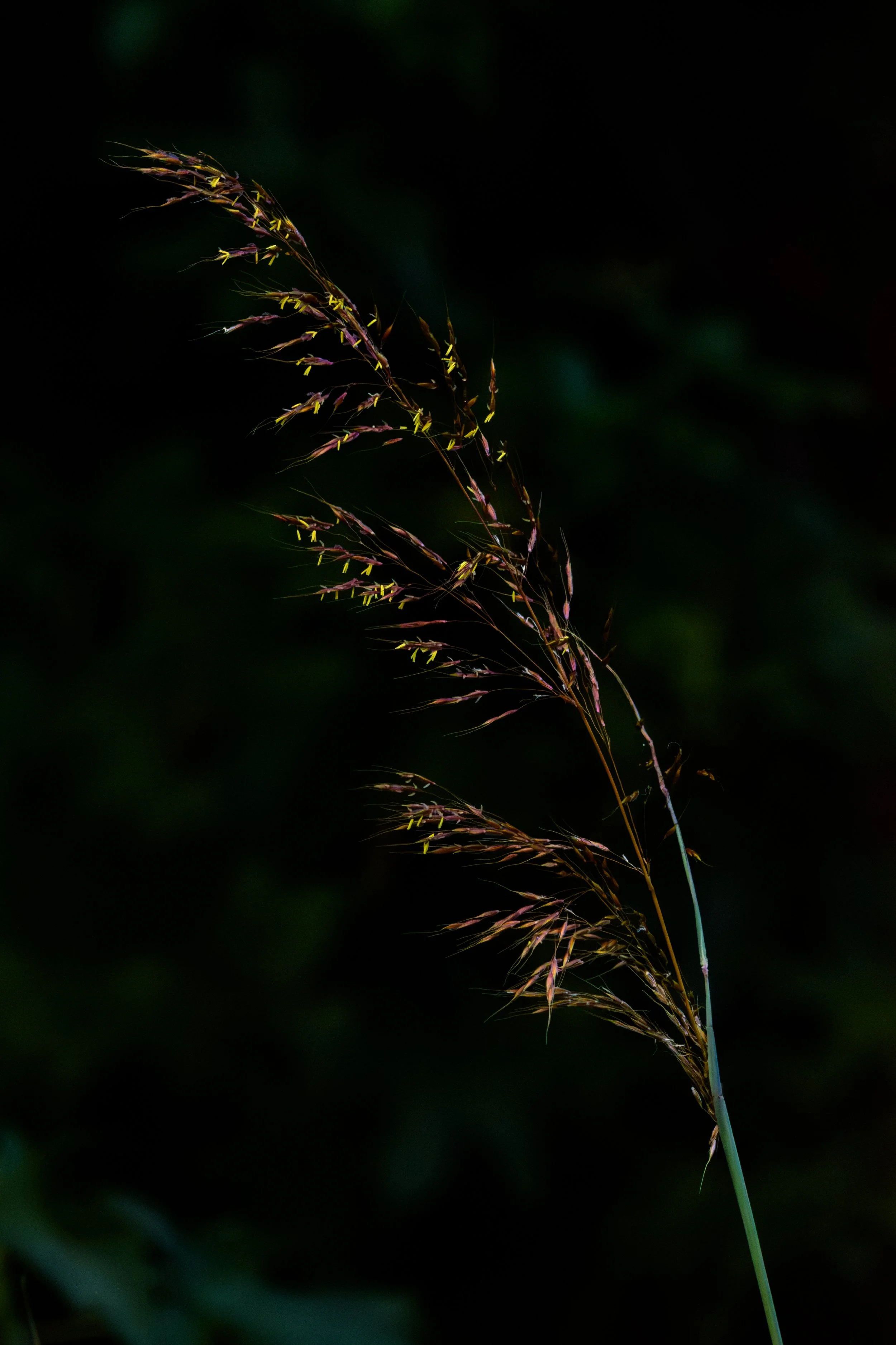 Switchgrass_DSC1393