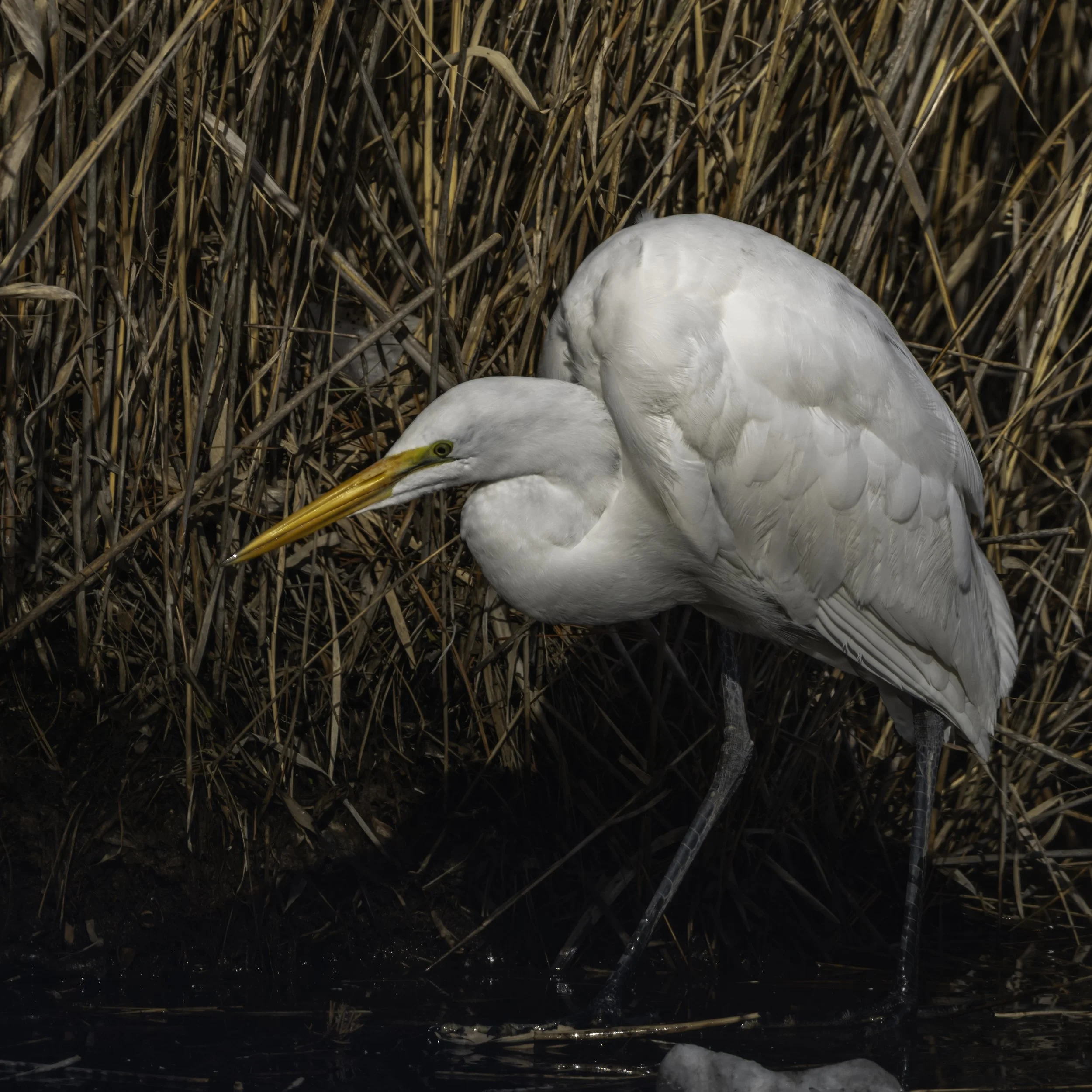 Great Egret_DSC3194