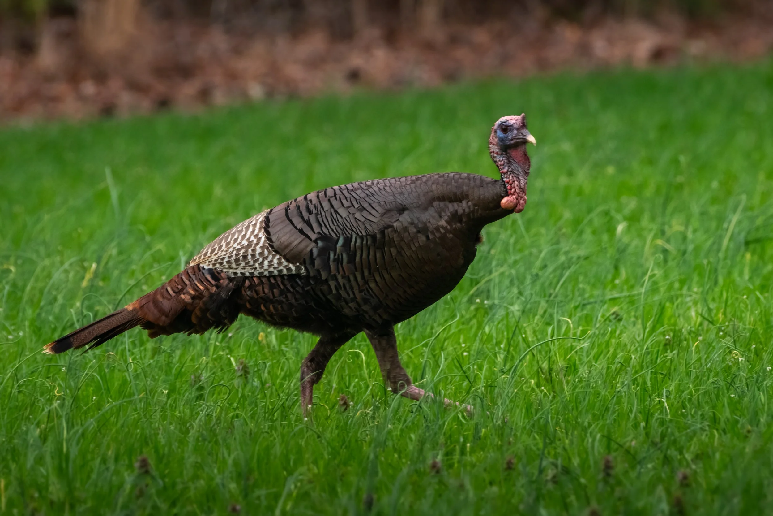 Wild Turkey_DSC8289