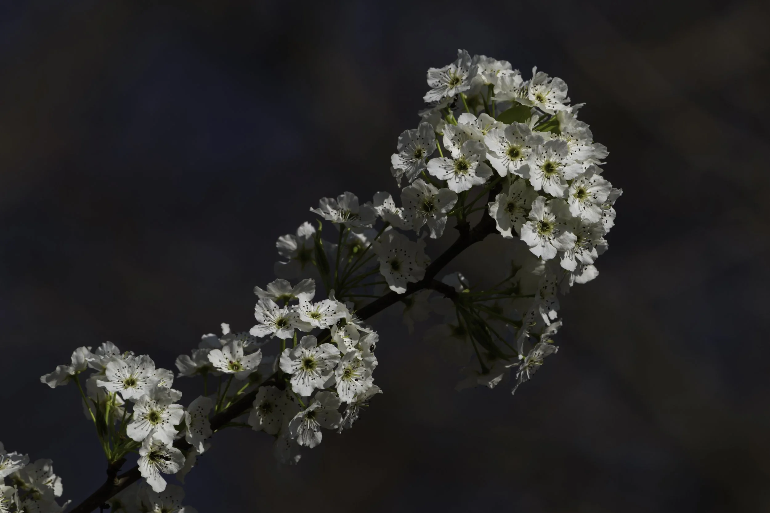 Apple Blossums_DSC8060