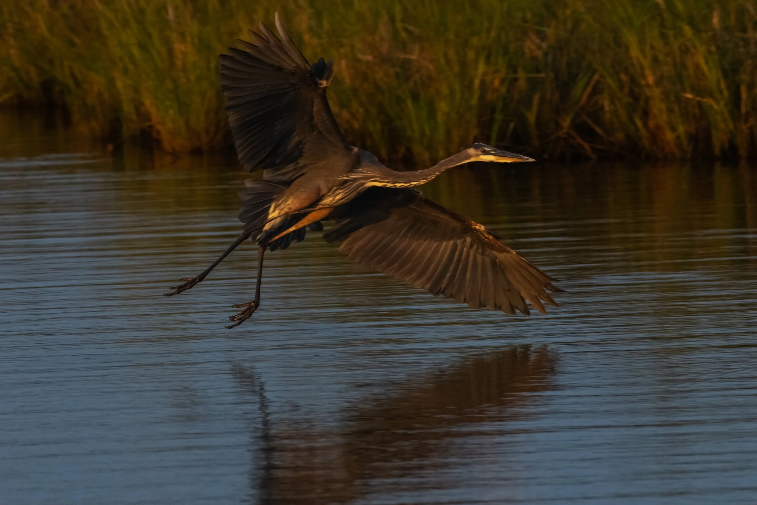 Great Blue Heron_DSC1717