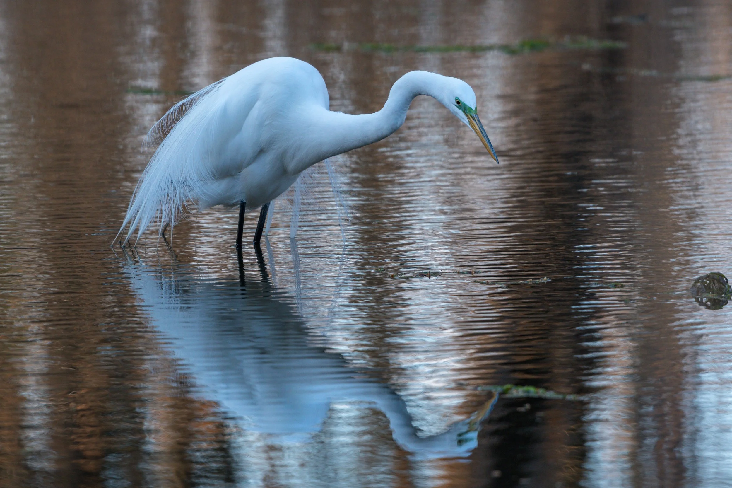 Great Egret_DSC8940