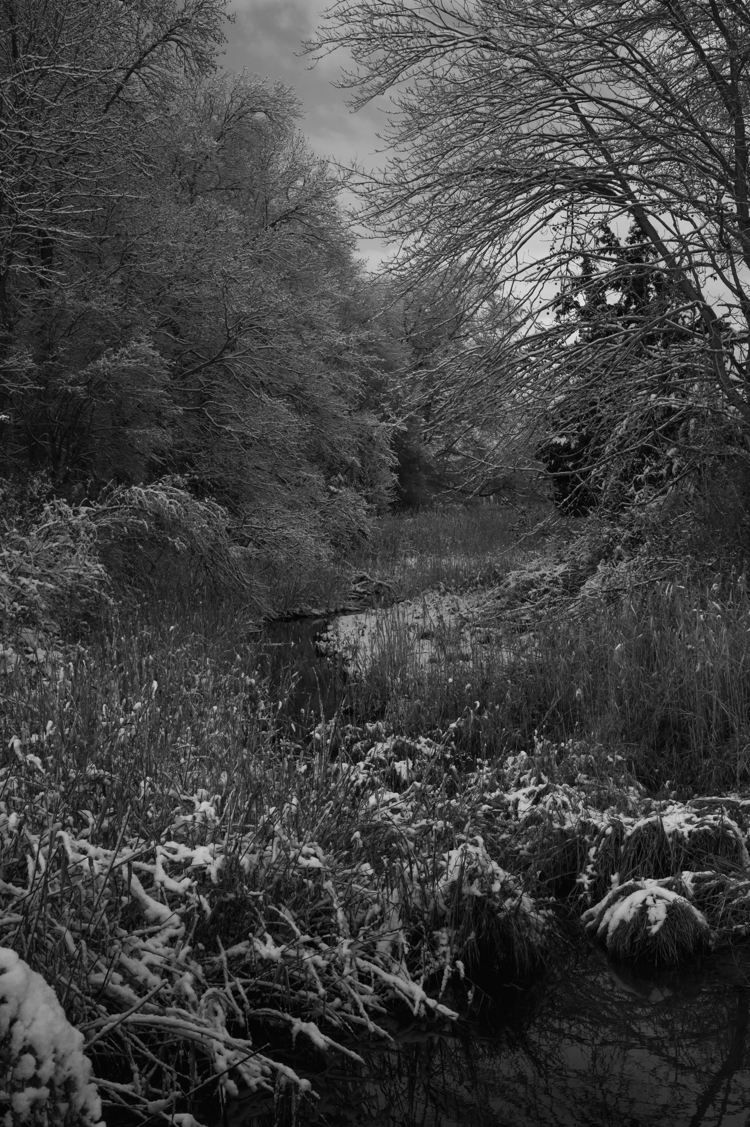 Winter at Bombay Hook_DSC0392