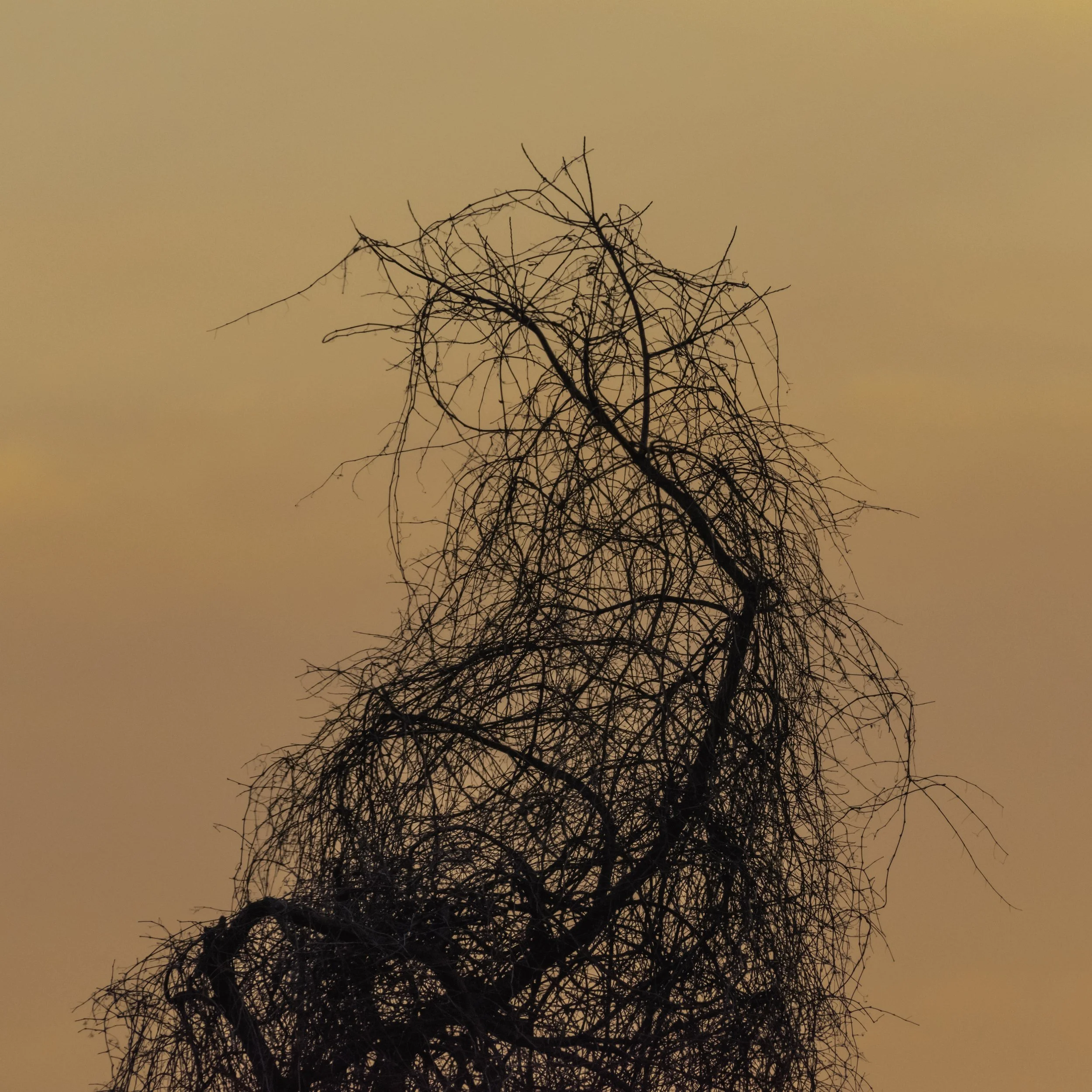 Vines at Sunset_DSC7846