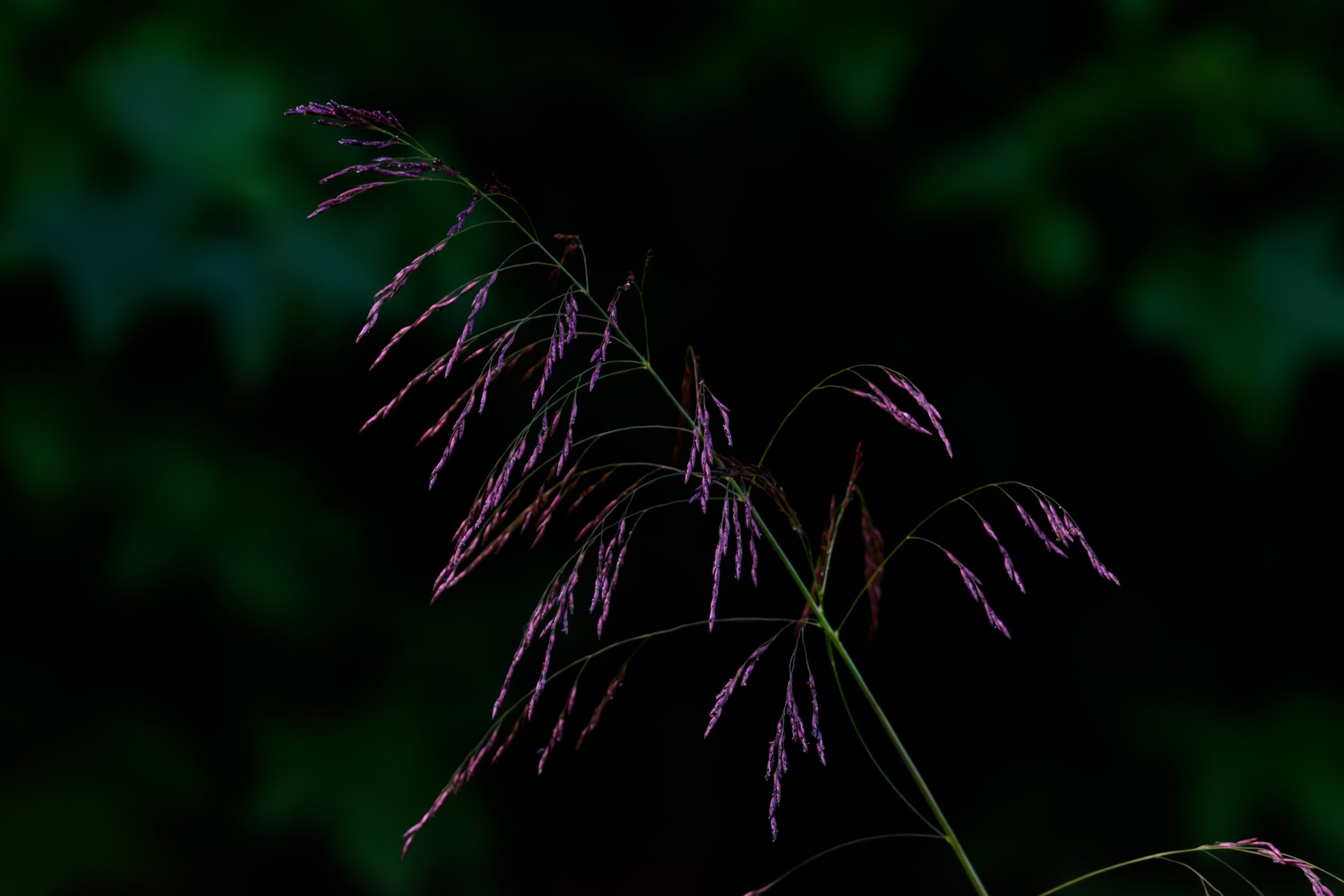 Purple Top Grass_DSC1381