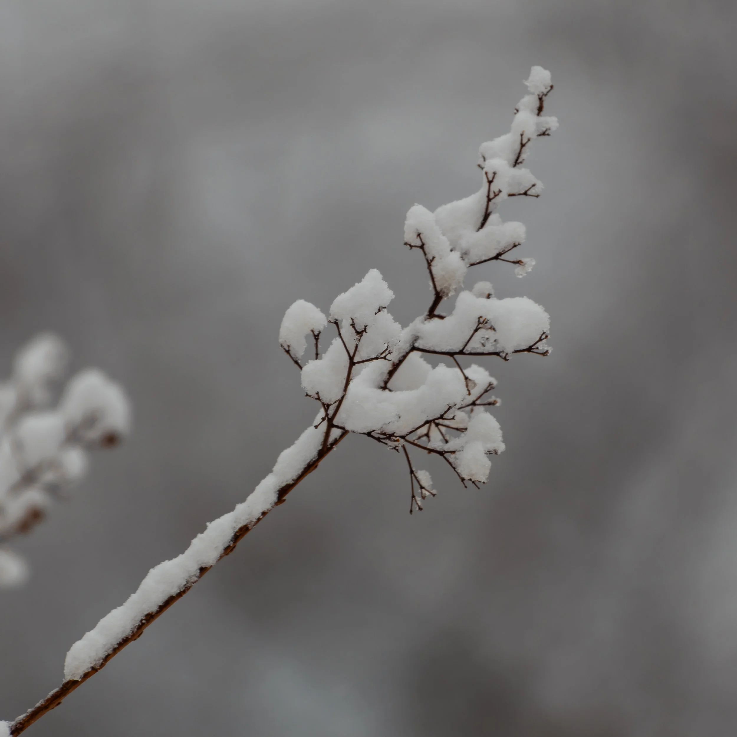 Snow_DSC2196
