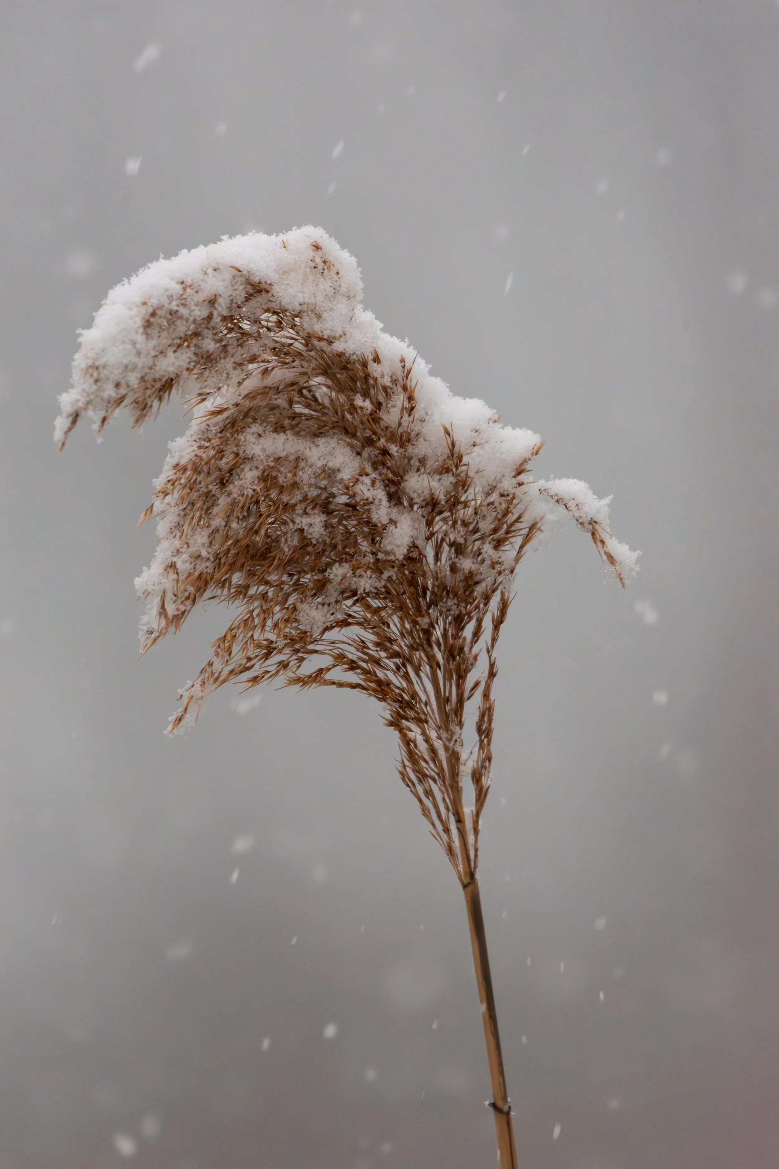 Phragmite in Snow_DSC7779