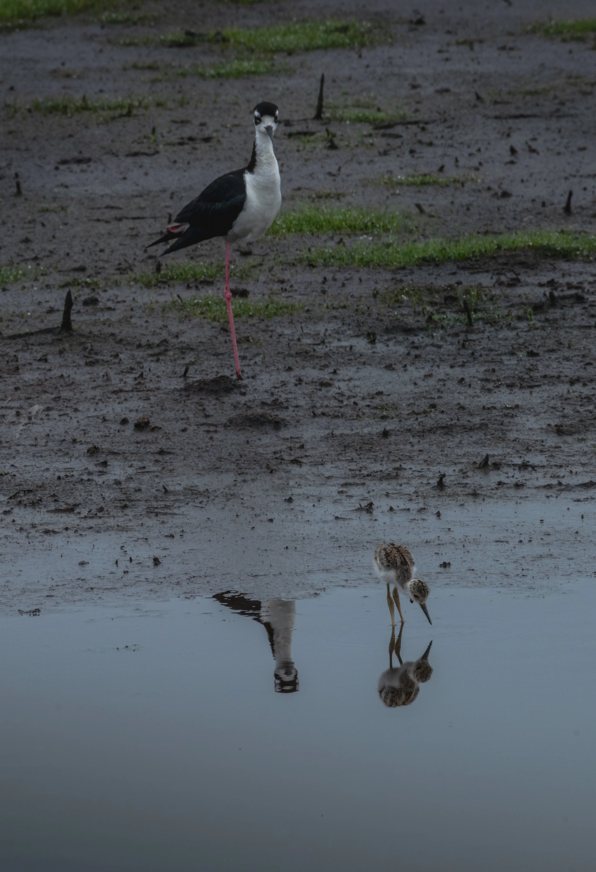 Black Necked Stilt_DSC9464