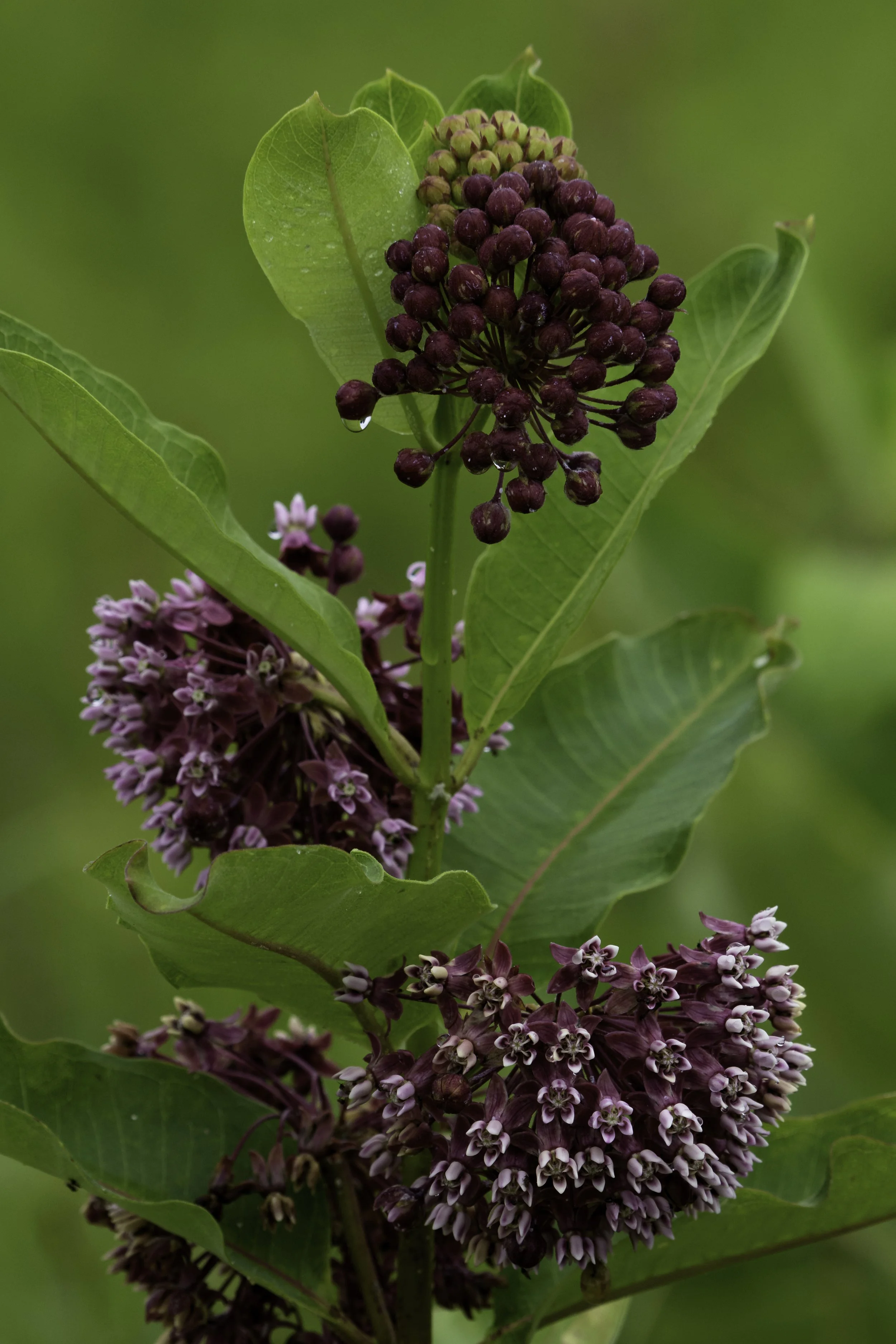 Milk Weed_DSC9293