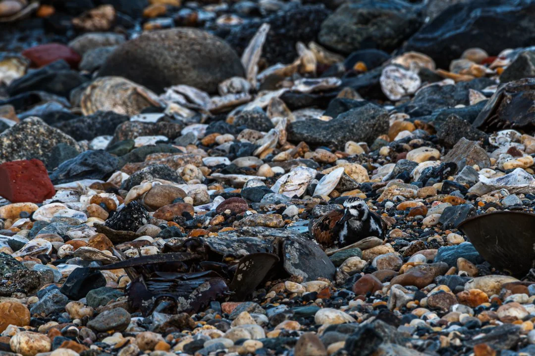 Camouflage - Ruddy Turnstone_dsc1929