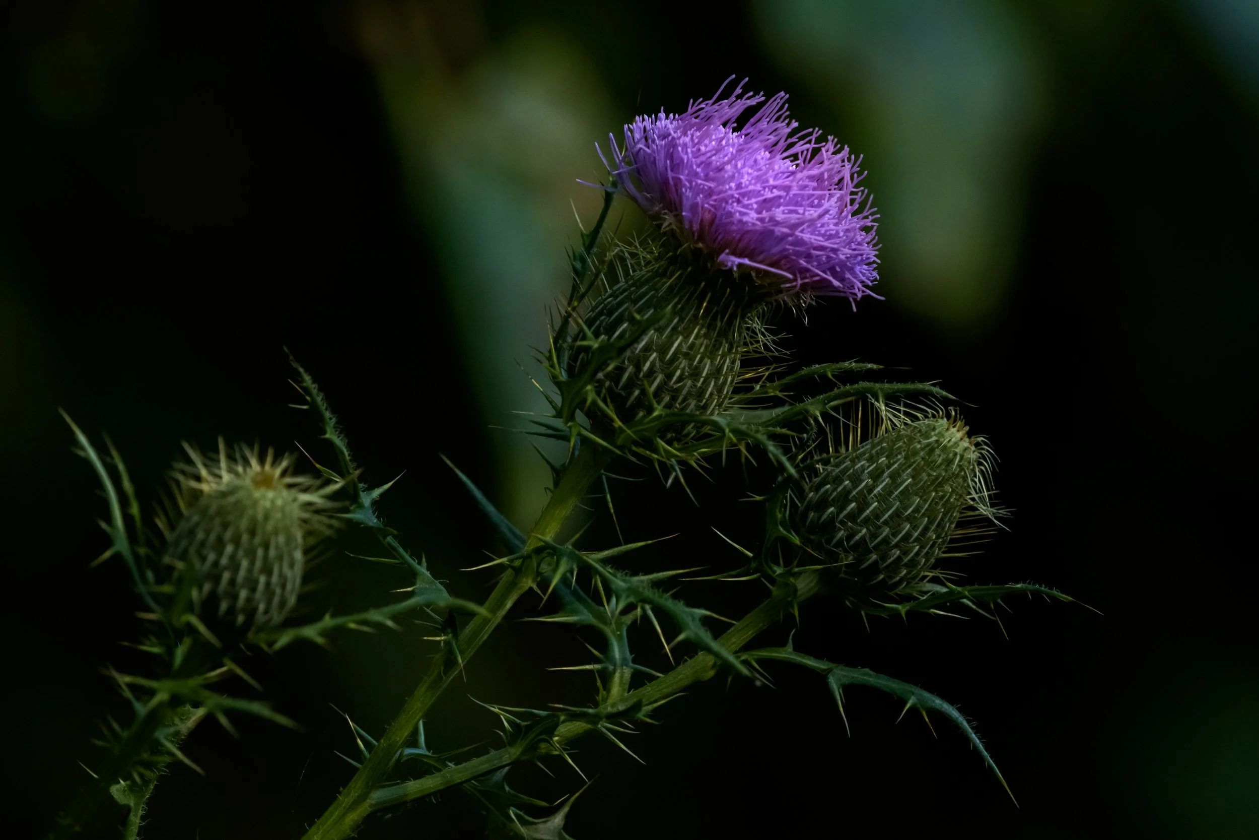 Thistle_DSC1363