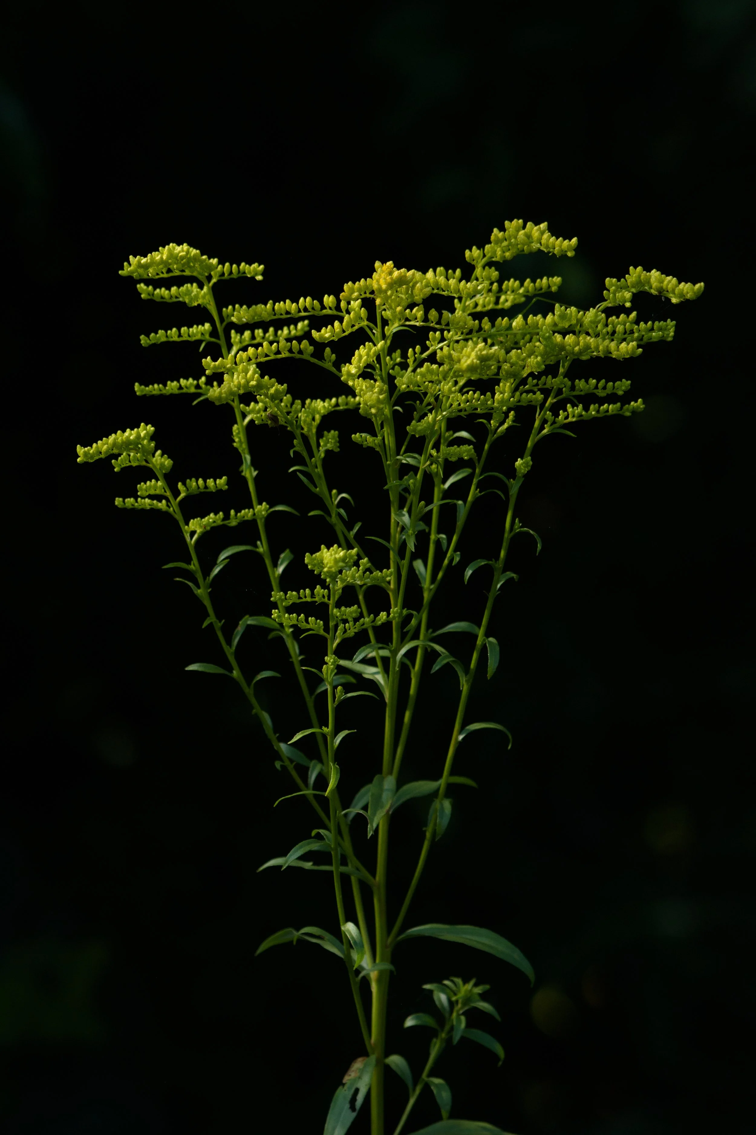 Golden Rod_DSC9914