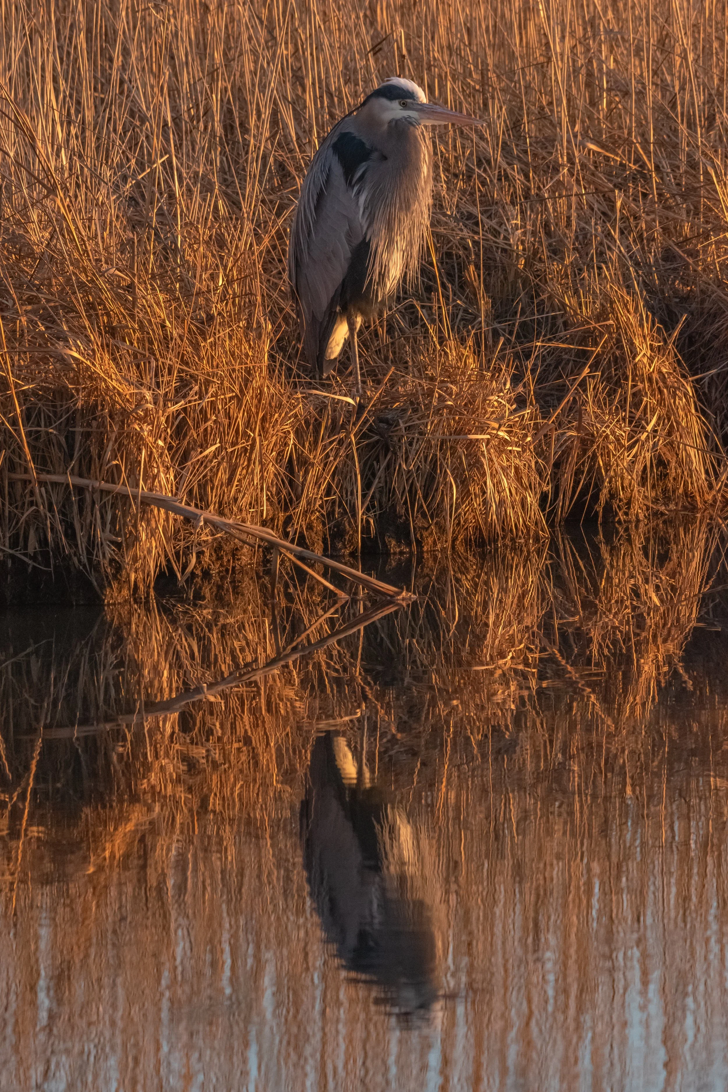 Blue Heron_DSC7814