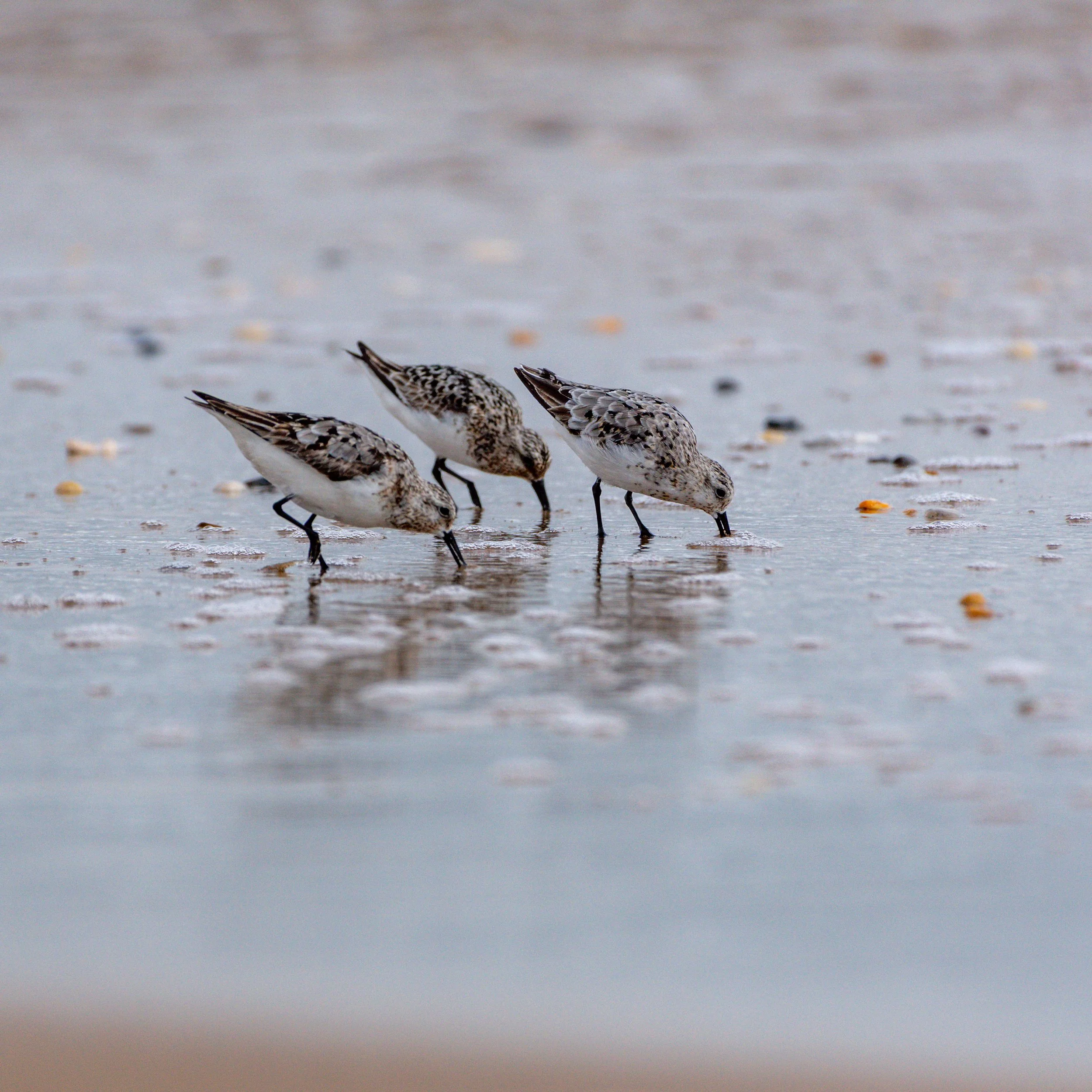 Sanderling_DSC0825