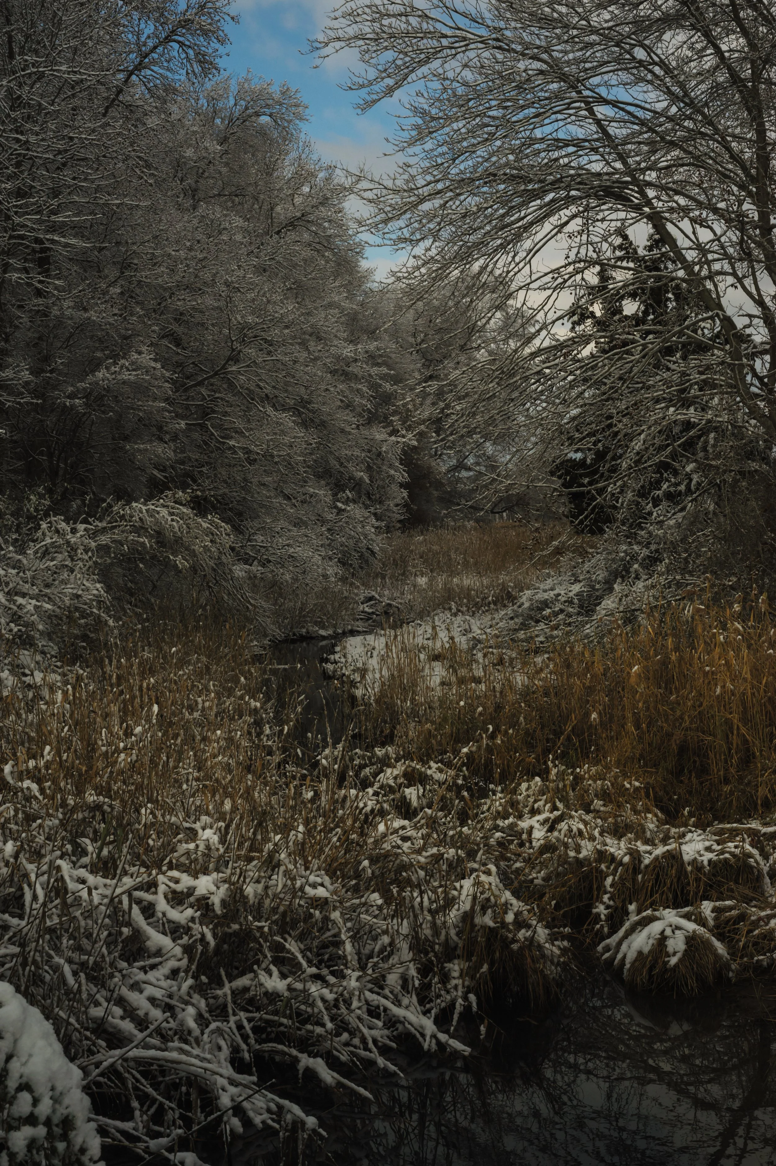 Winter at Bombay Hook_DSC0393