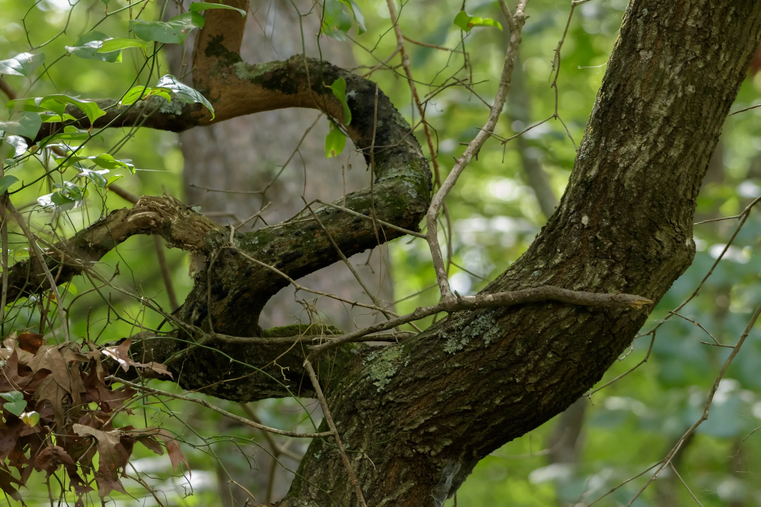 Unique Branches_DSC1213