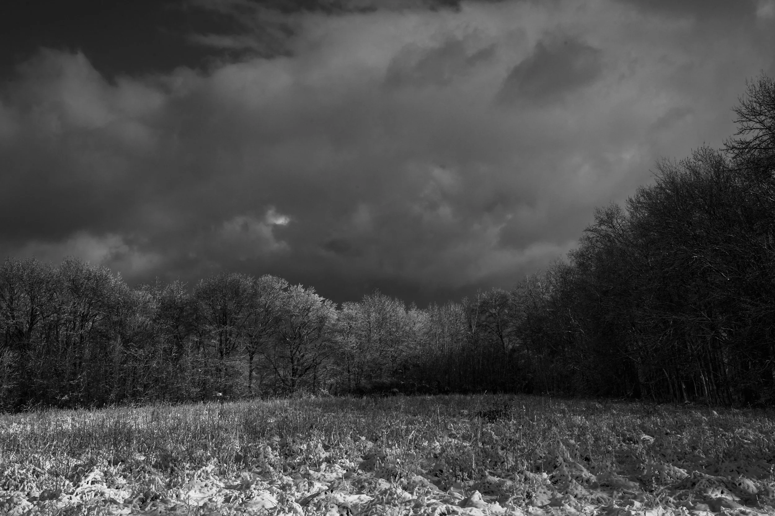 Winter at Bombay Hook BnW_DSC0375