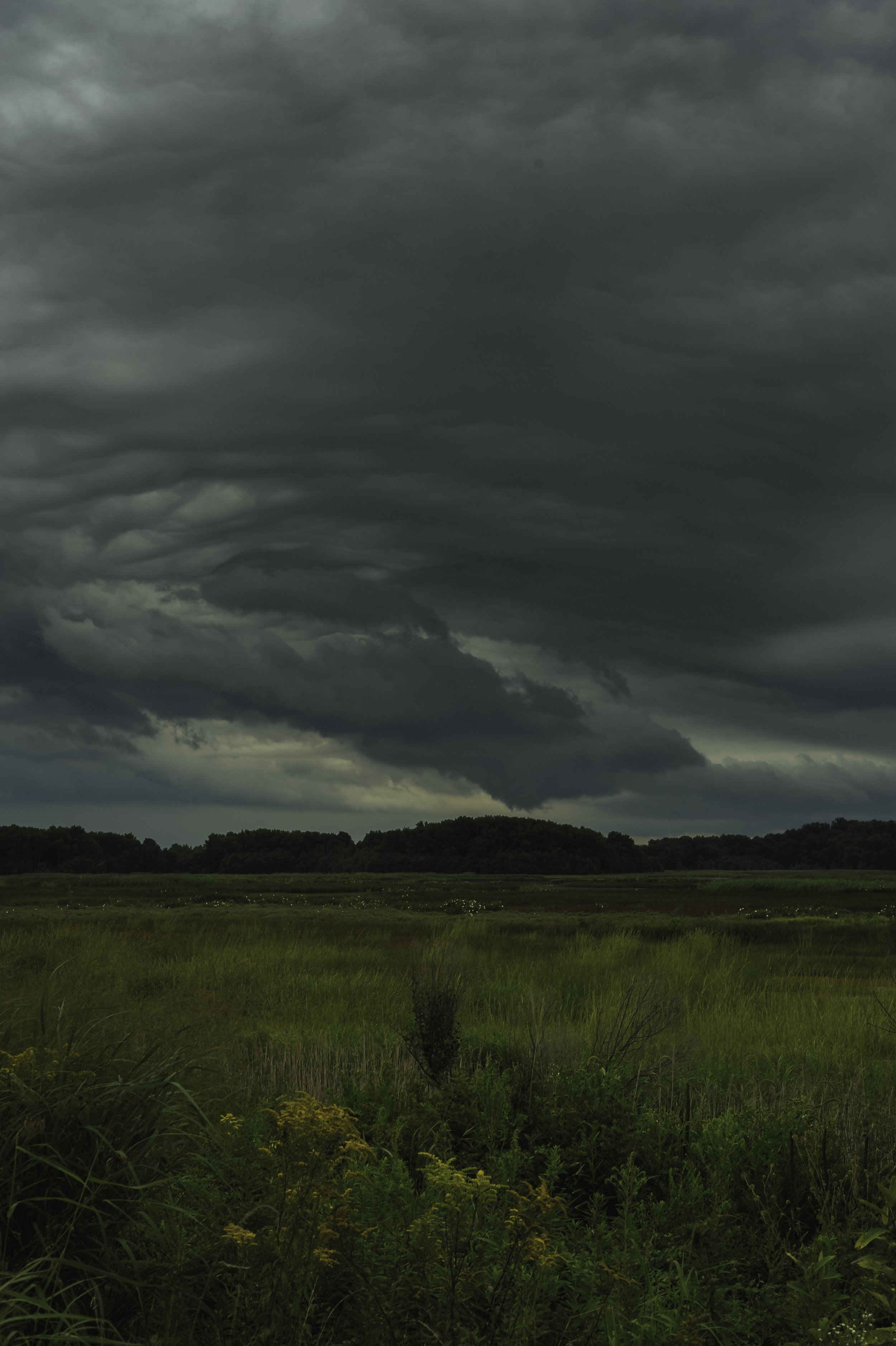 Dry Catchment  Bombay Hook_DSC9875