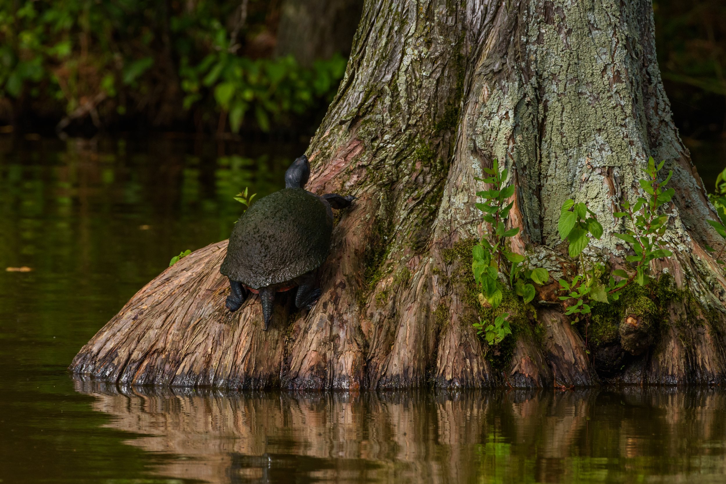 Cypress Tree_DSC1322