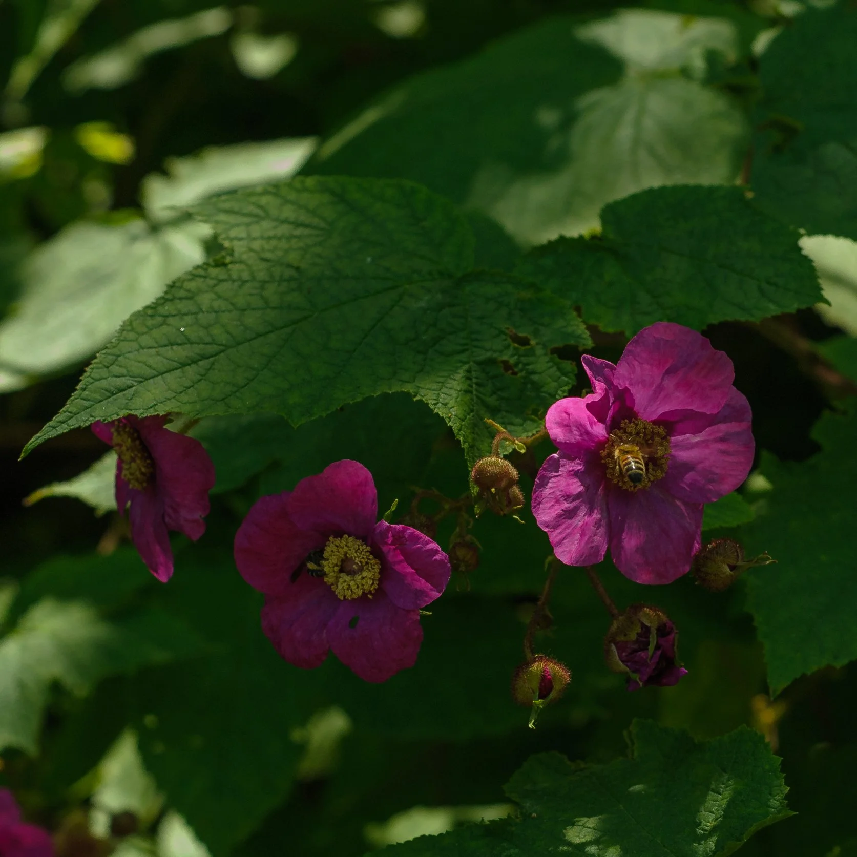 Purple Flowering Raspberry_DSC9829