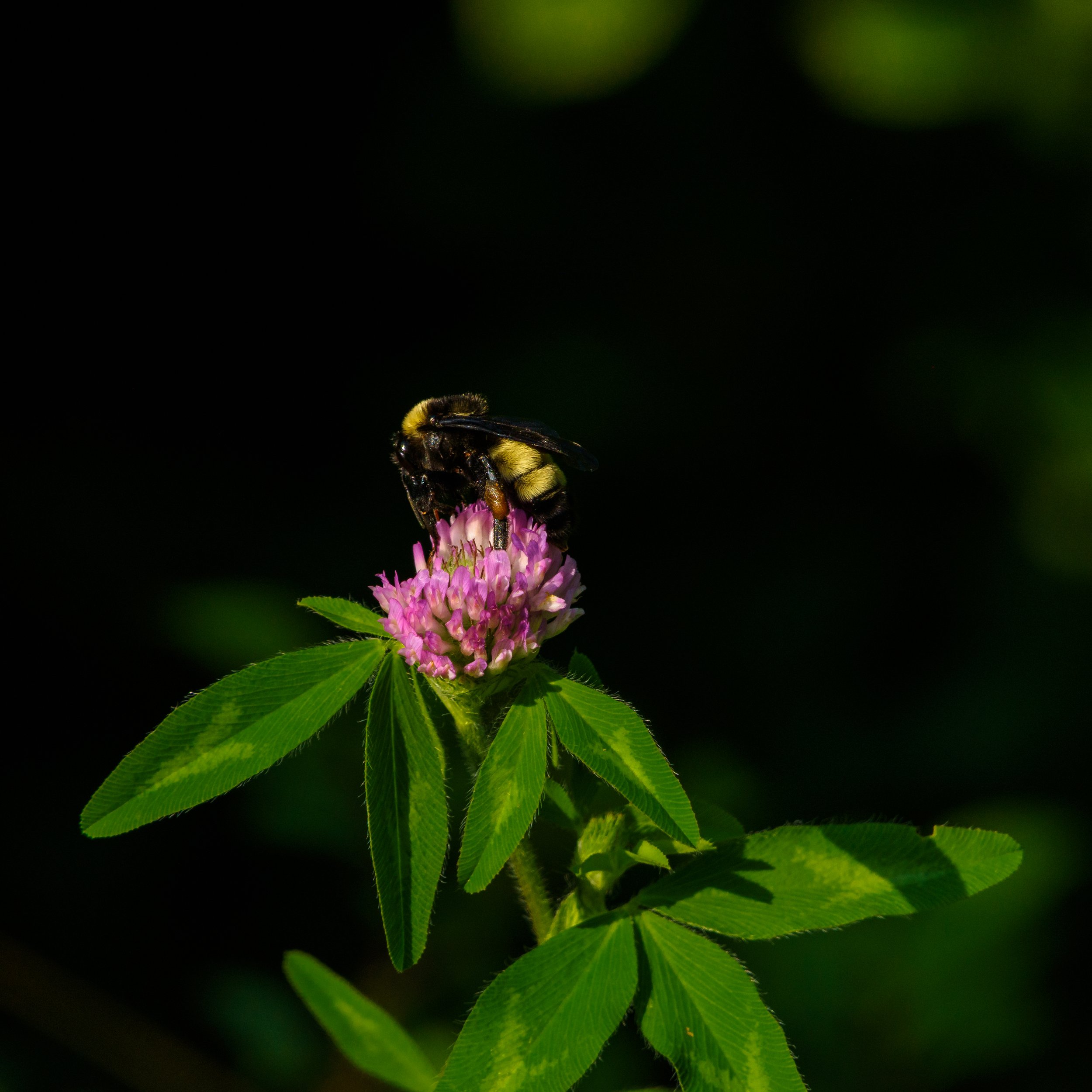 Bee on Clover_DSC0052
