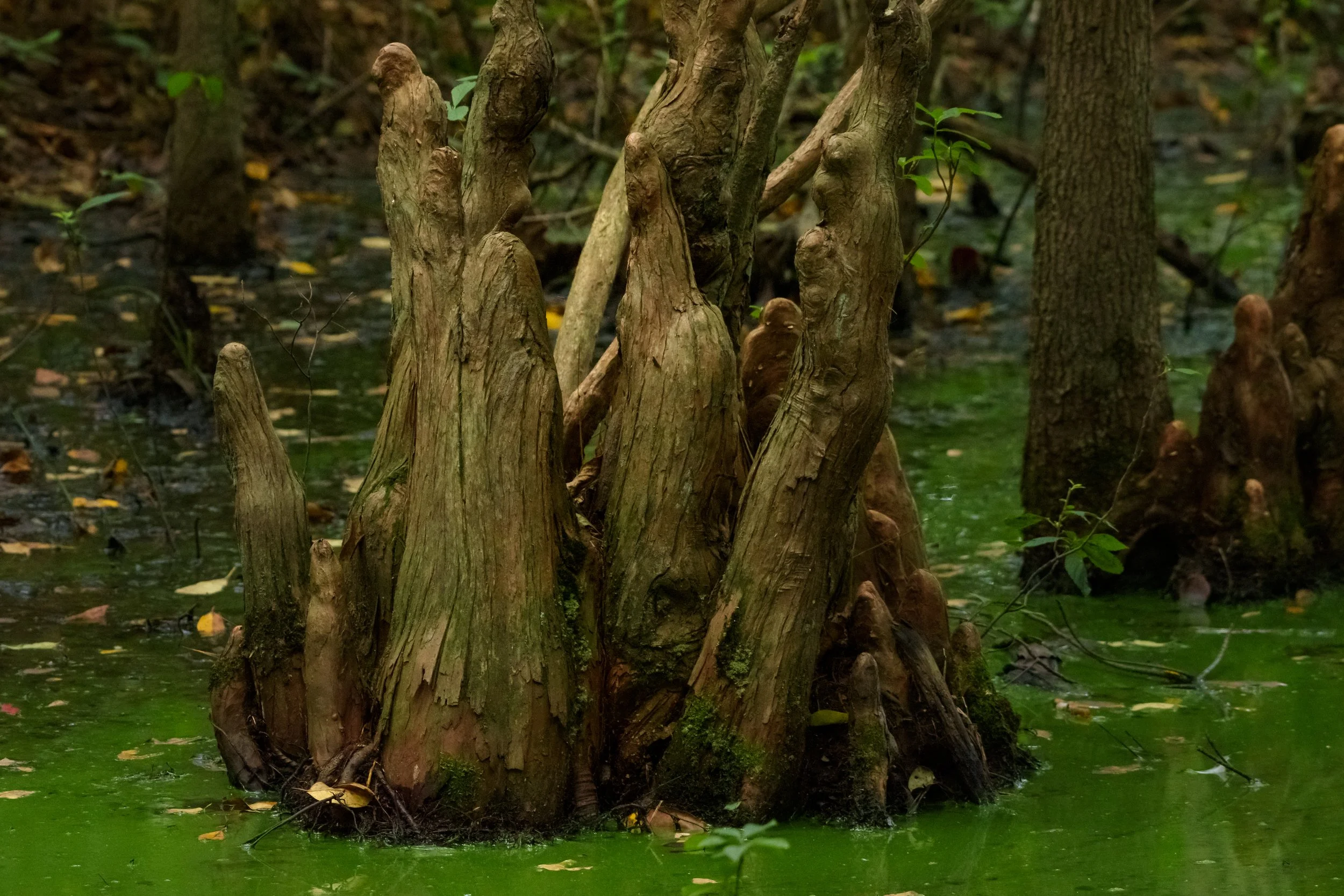 Cypress Knees_DSC1229