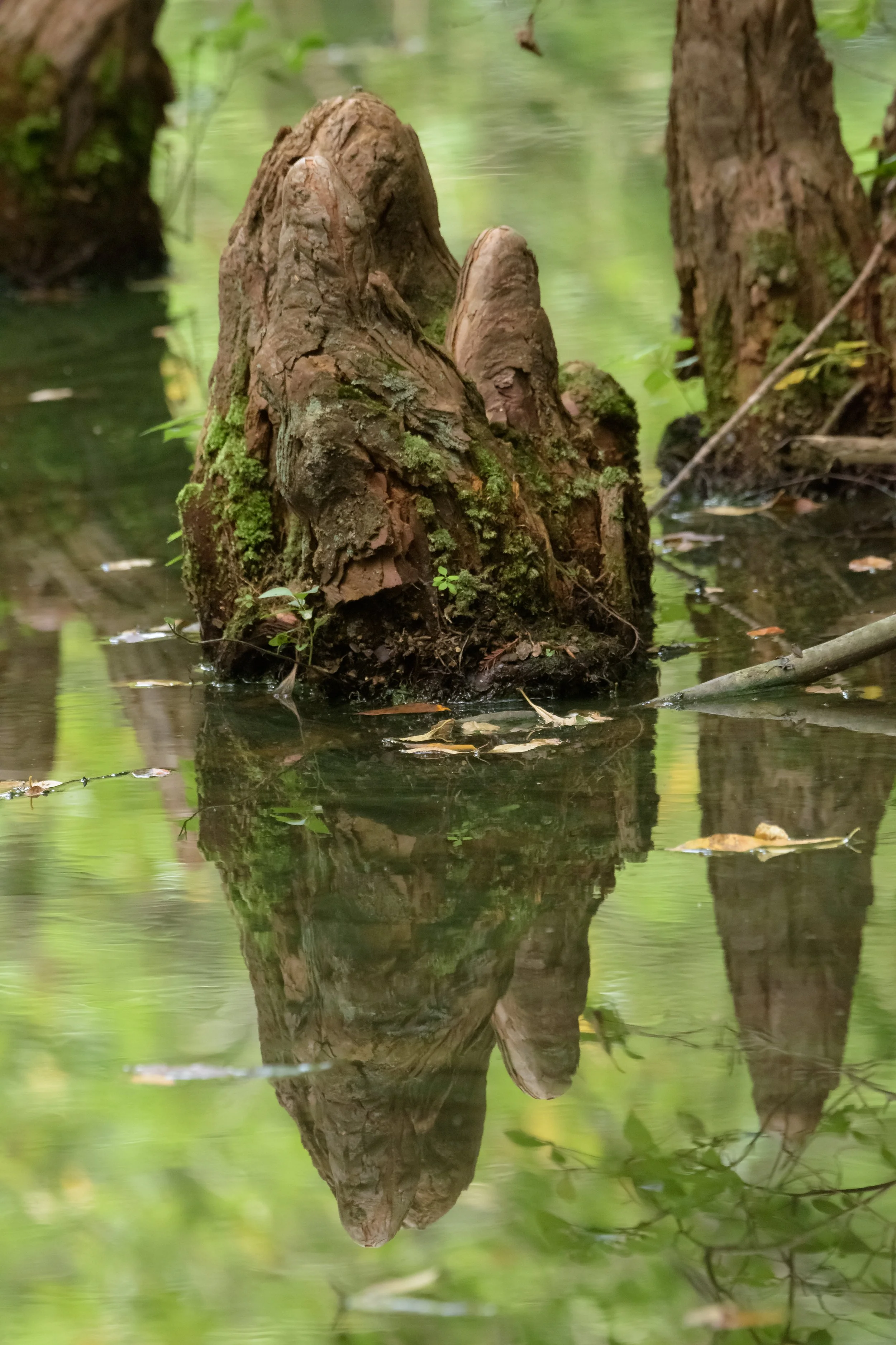 Cypress Knees_DSC1197