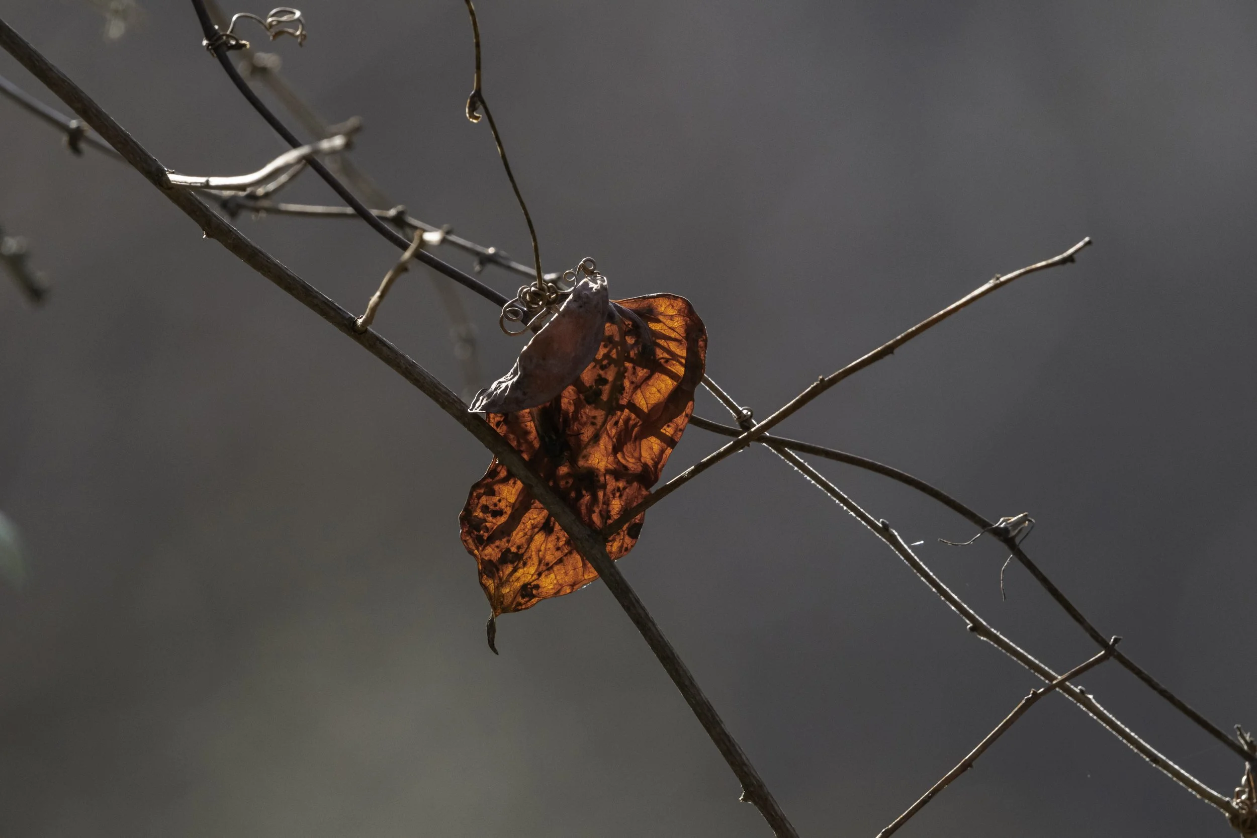 Still Beautifull_DSC8067