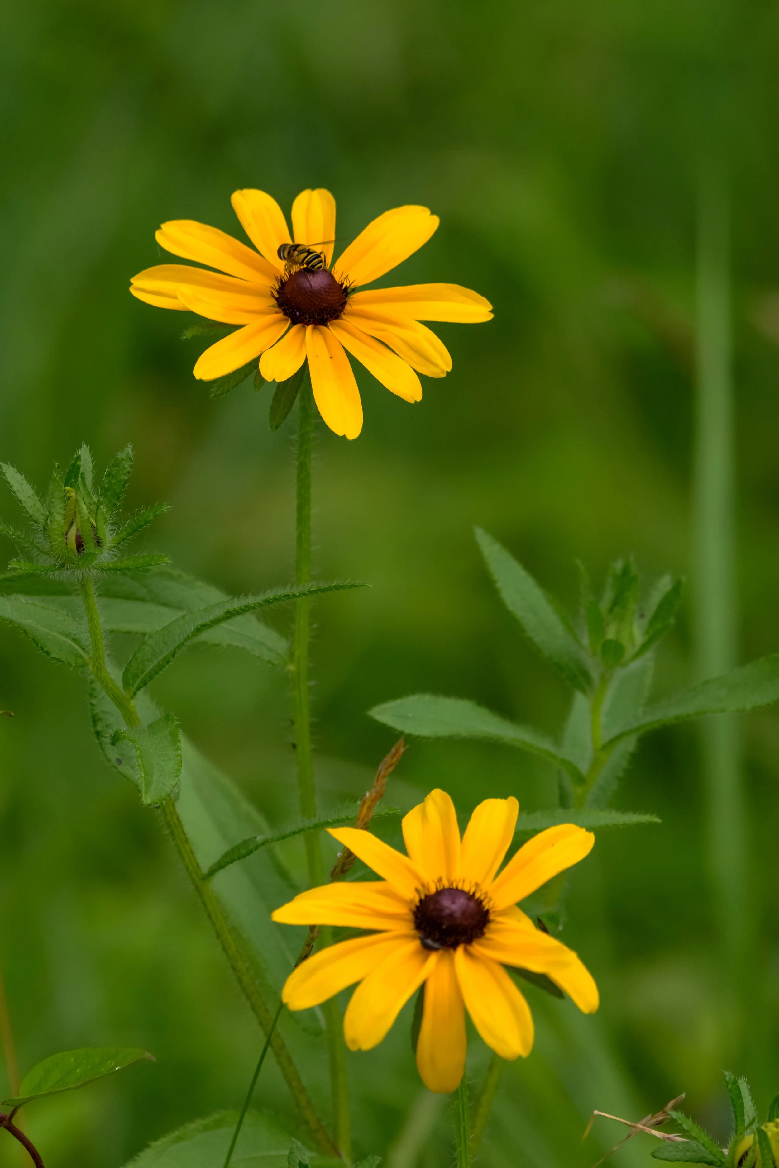 Black Eyed Susan_DSC9570