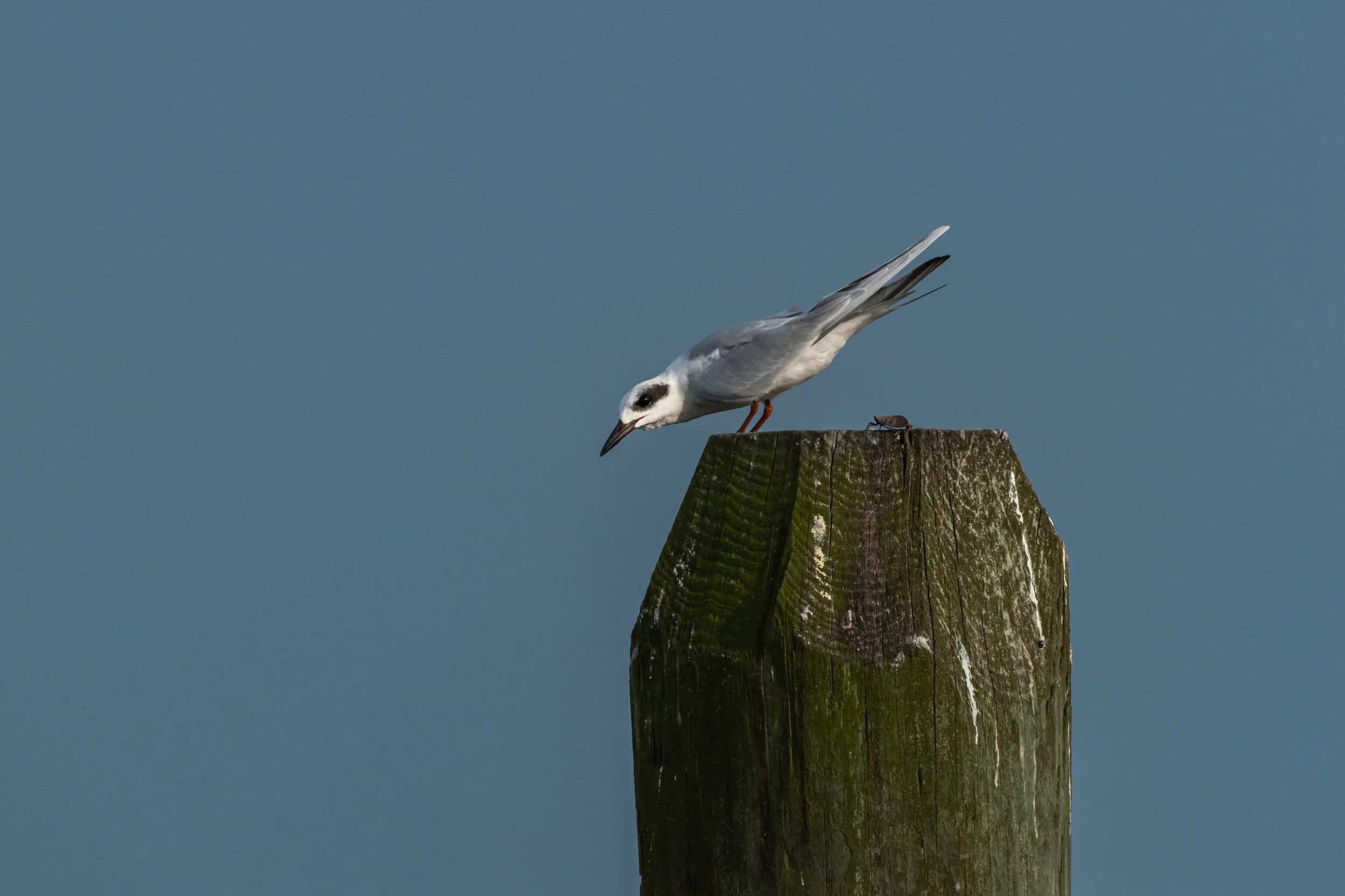Forster's Tern_DSC1510