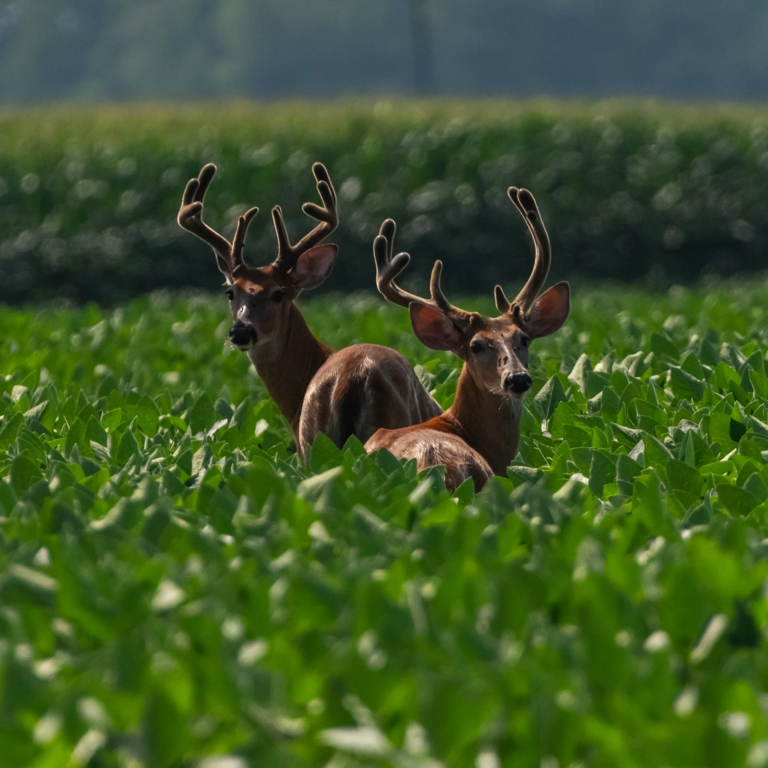 Whitetail Deer_DSC9847