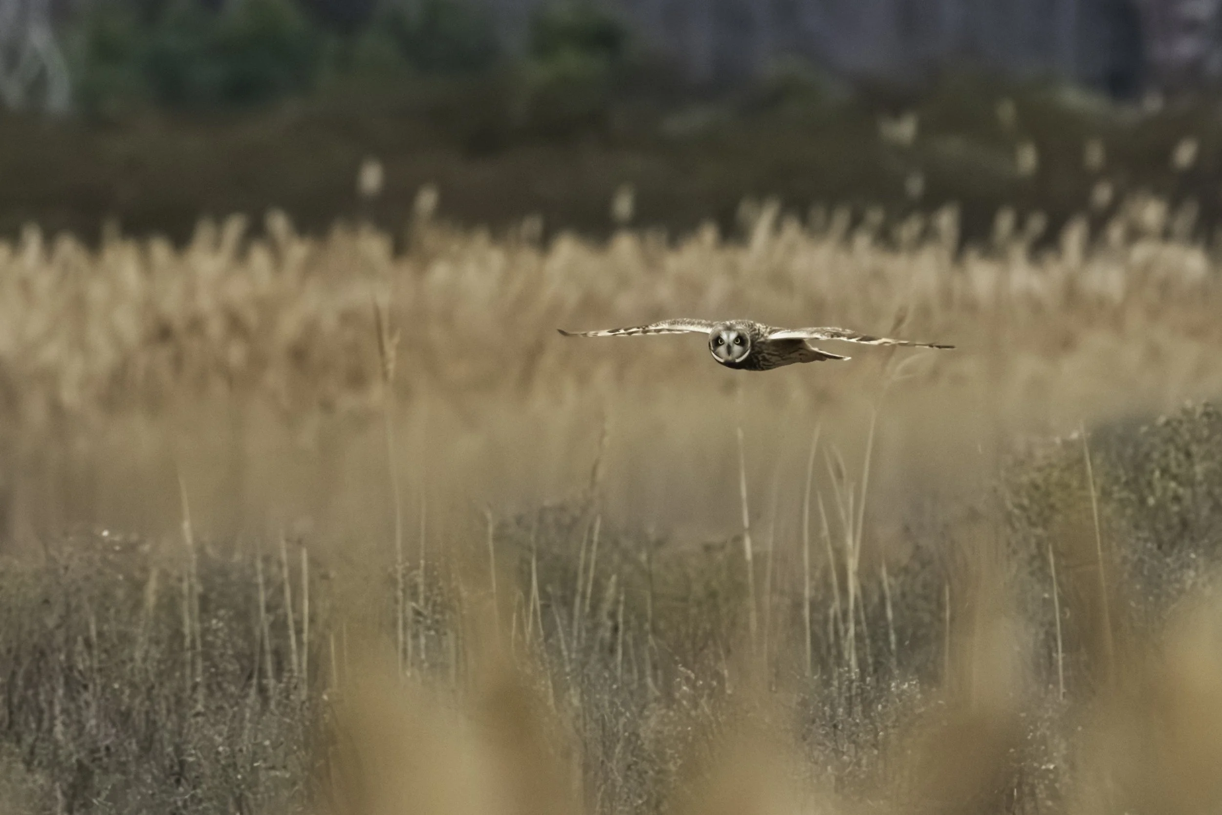 Short Eared Owl_DSC2431