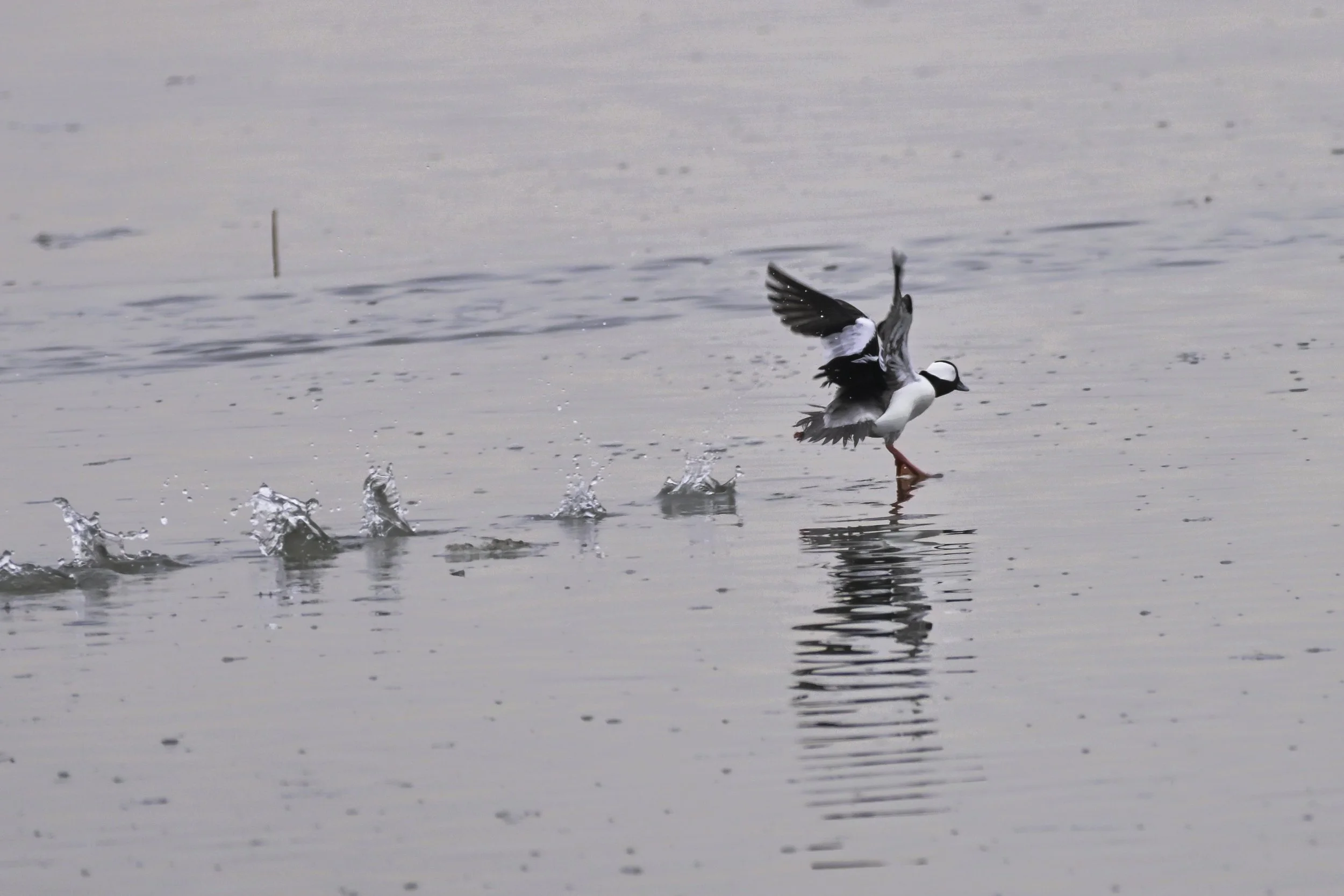 Bufflehead Takeoff_DSC0260
