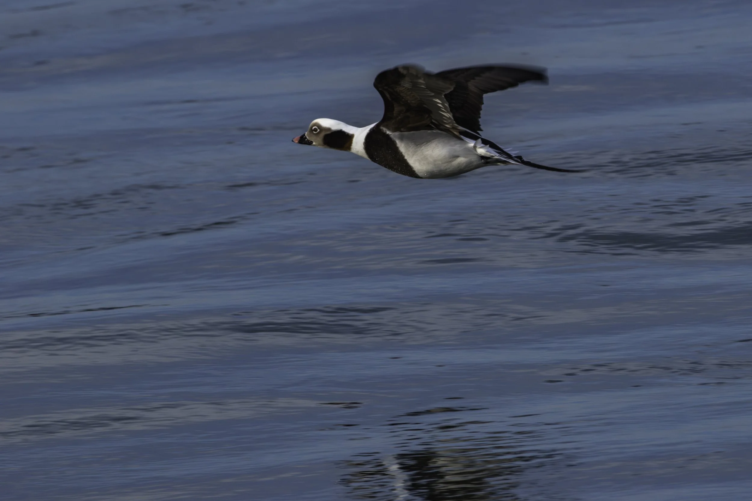 Long Tailed Duck_DSC2612