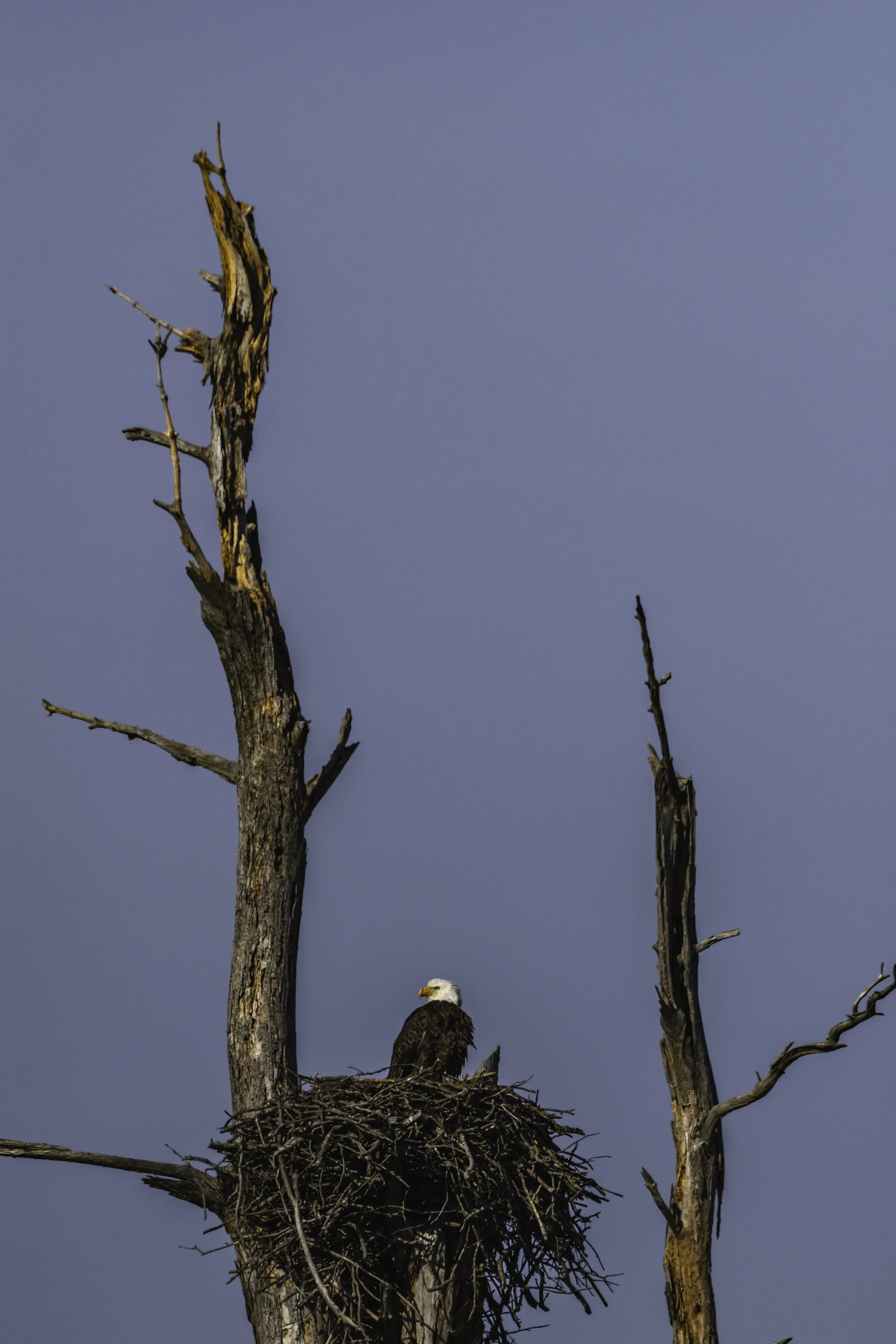 Bald Eagle_DSC3039
