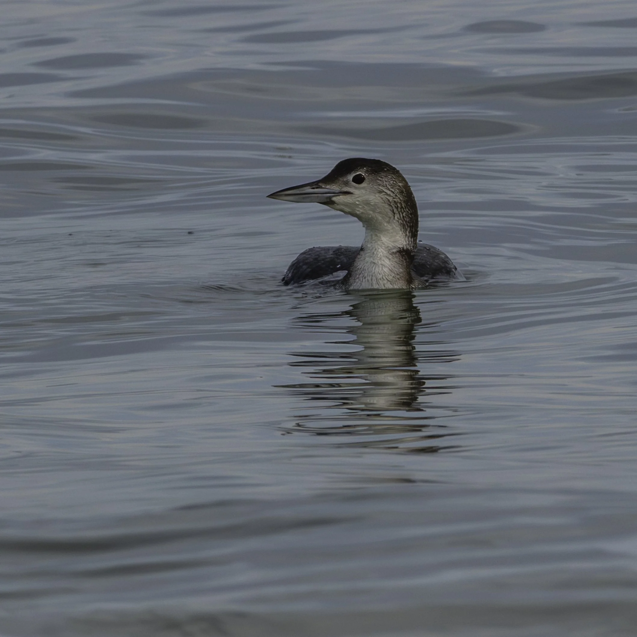 Common Loon_DSC2681