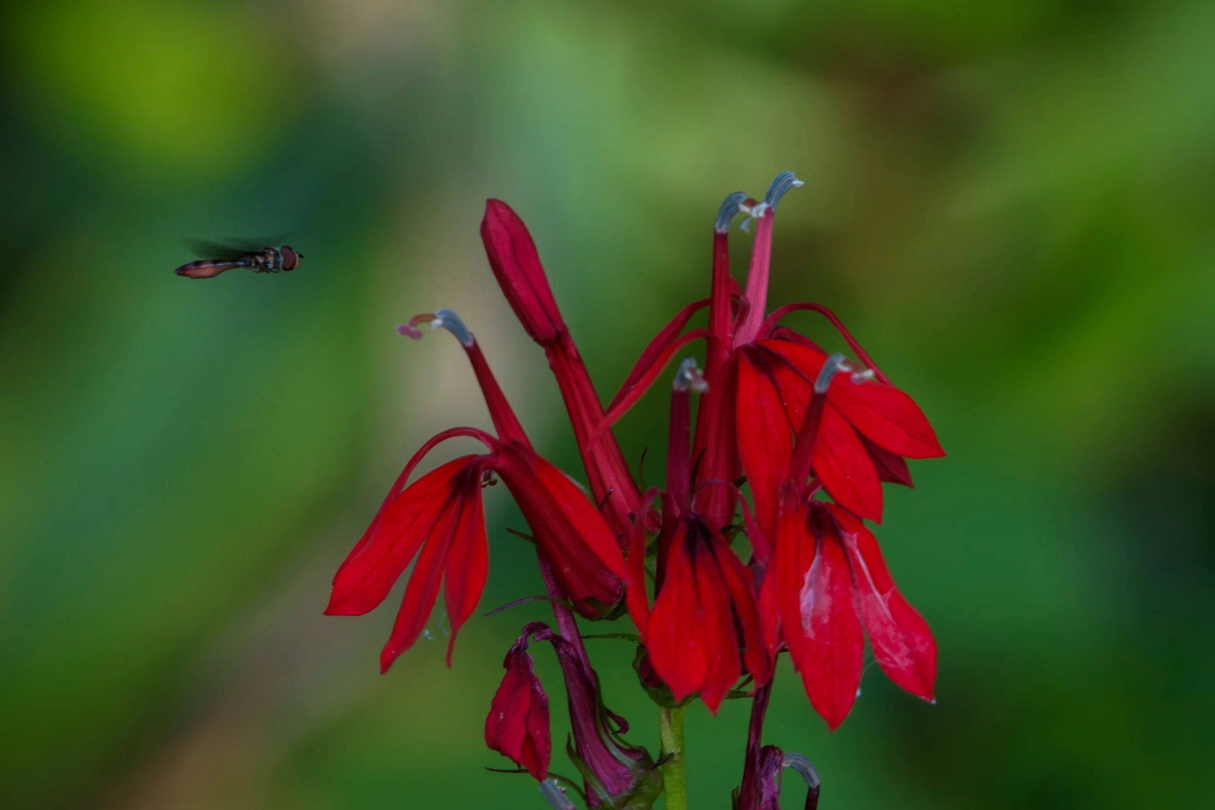 Cardinal Flower_DSC1478