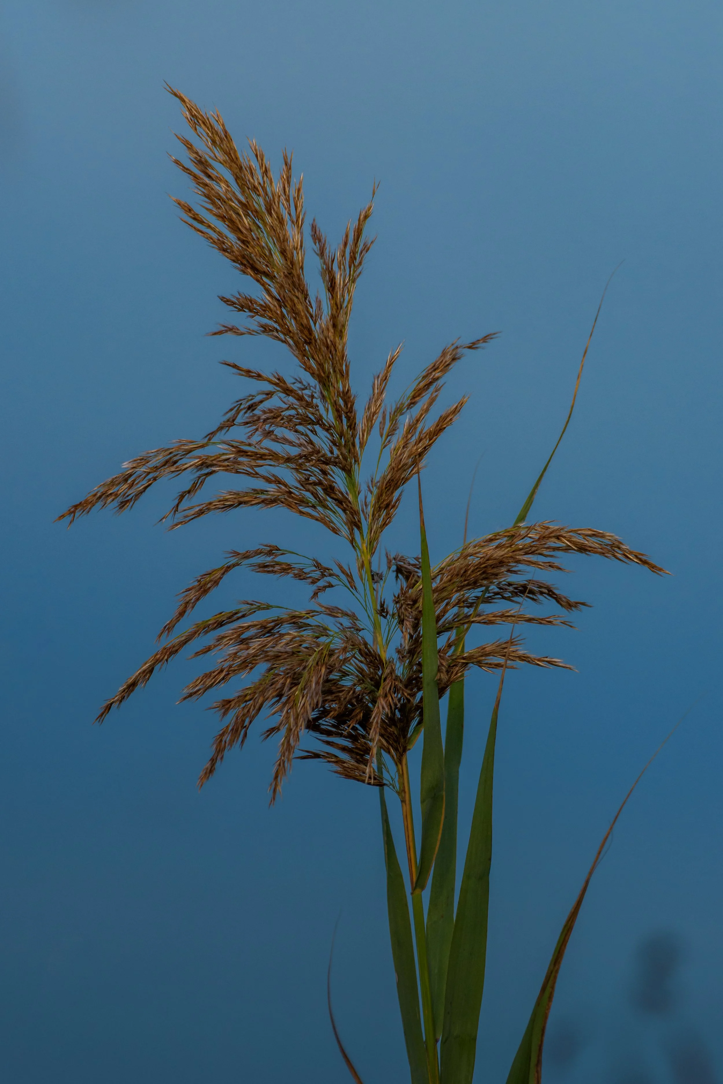 Phragmite over water_DSC1814