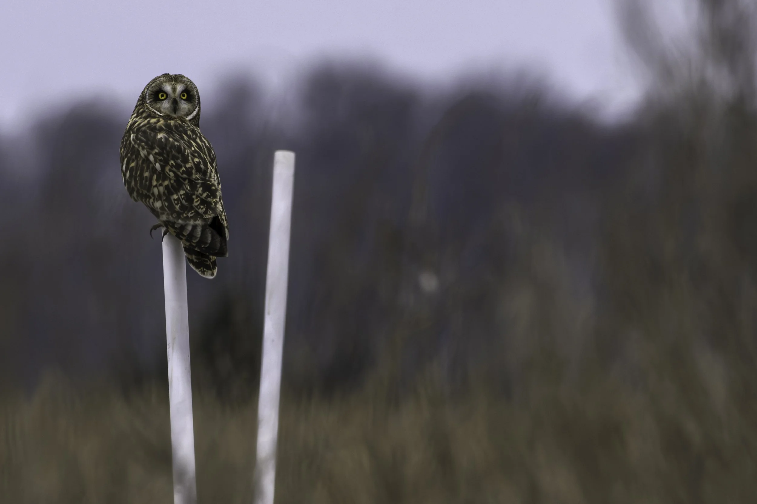 Short Eared Owl_DSC2339