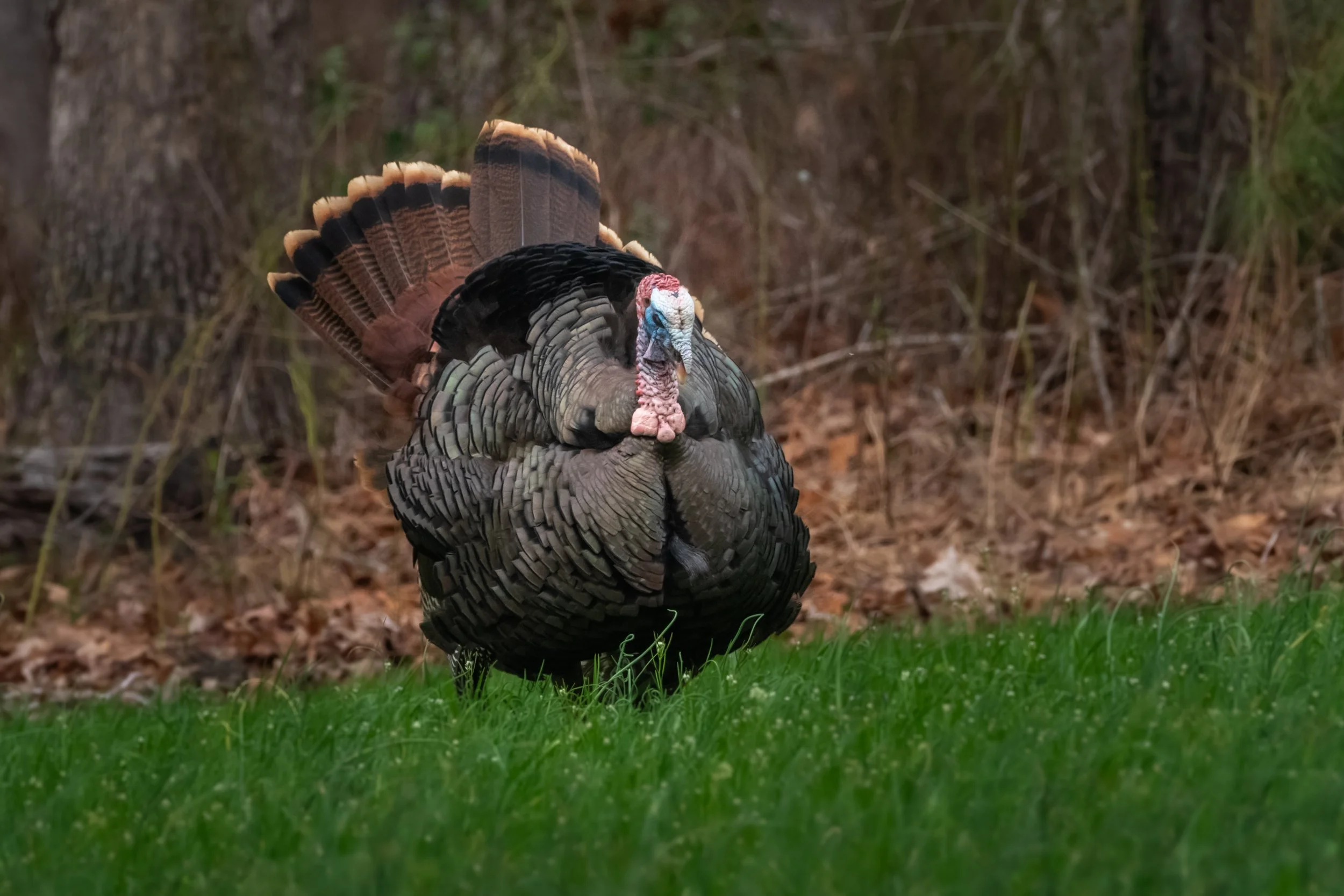 Wild Turkey_DSC8251