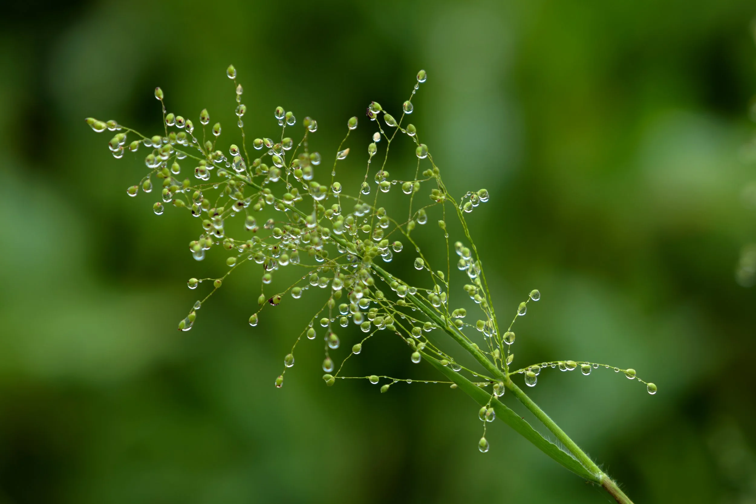Water Droplets_DSC9548