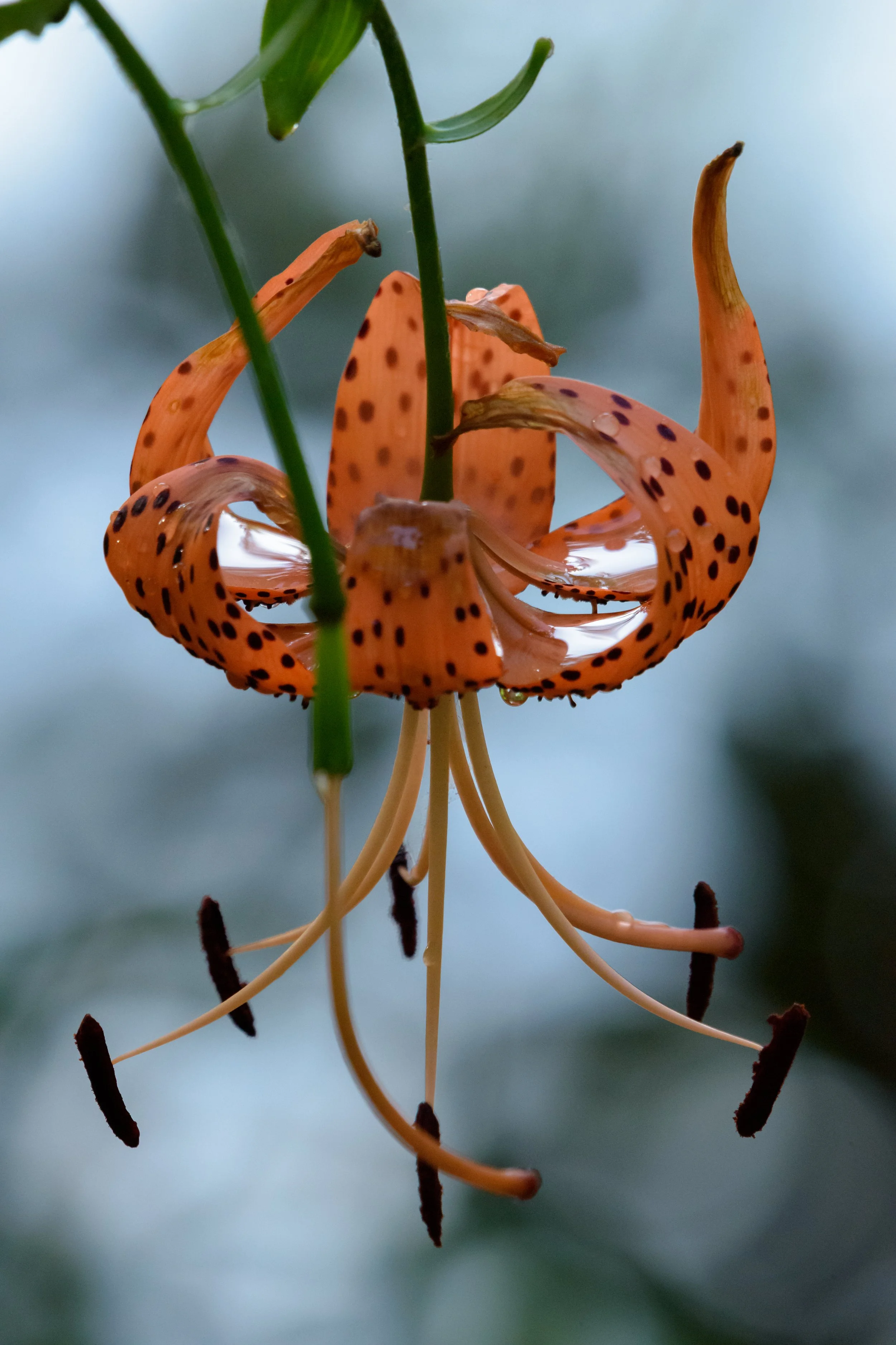 Tiger Lily_DSC9994