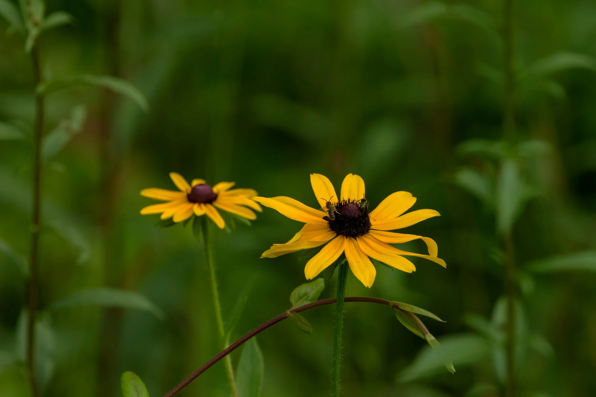 Black Eyed Susan_DSC9571