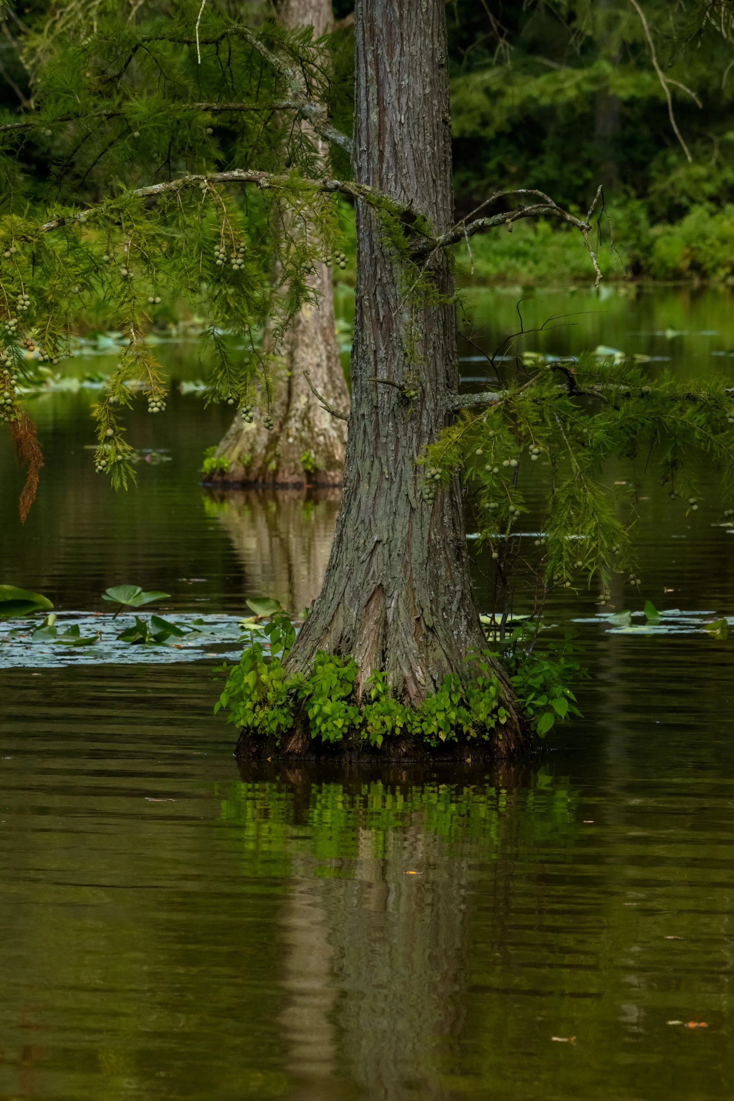 Cypress Tree_DSC1303