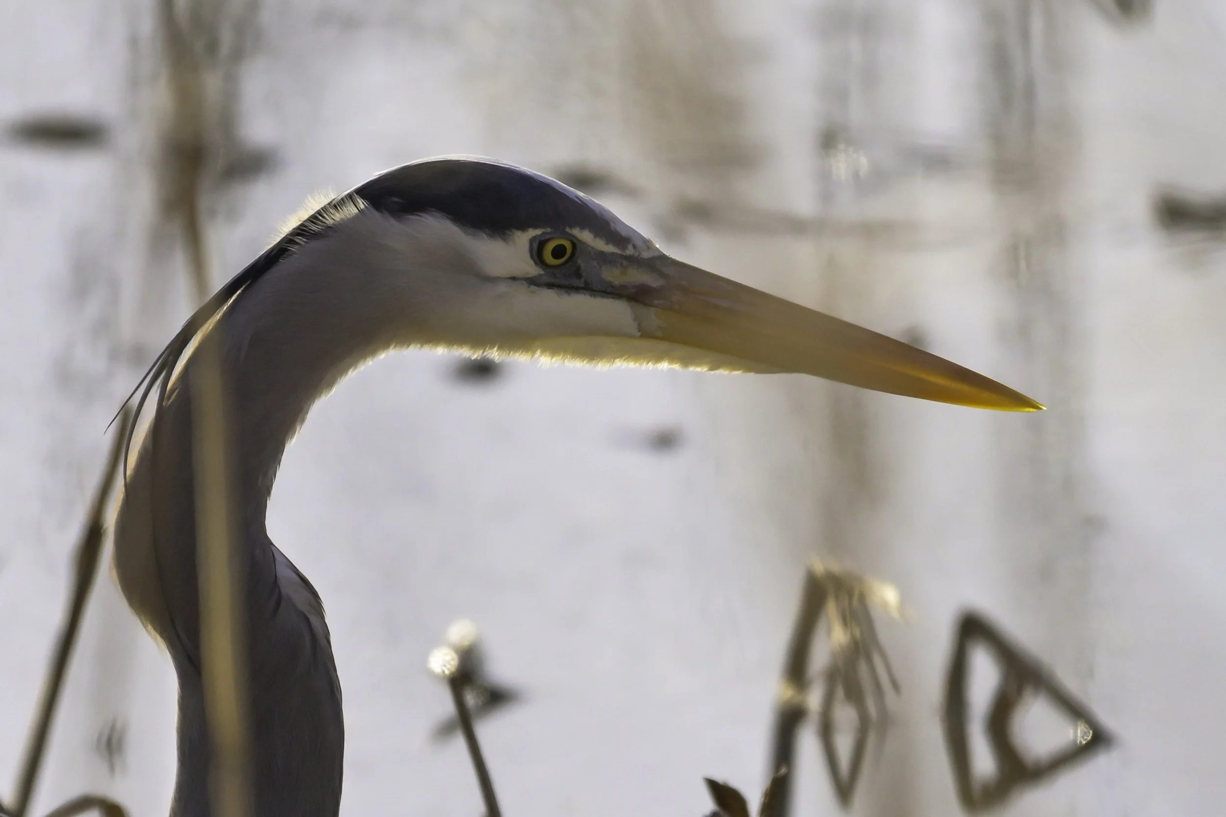 Blue Heron_DSC1659