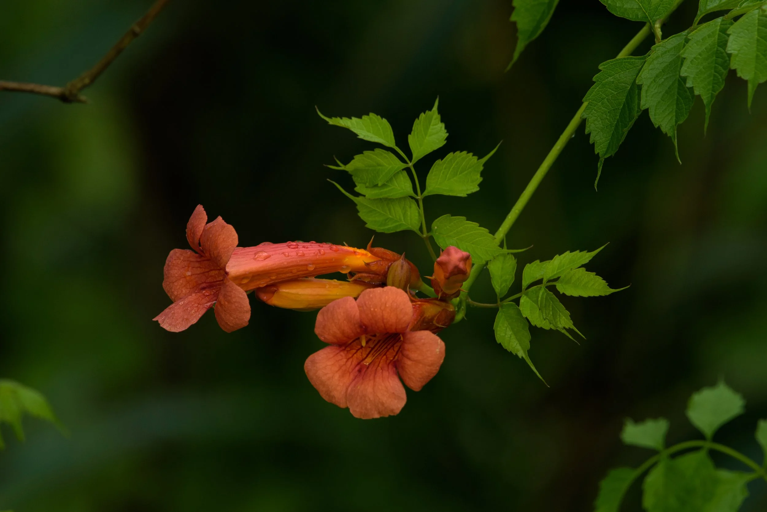 Trumpet Flower_DSC9531
