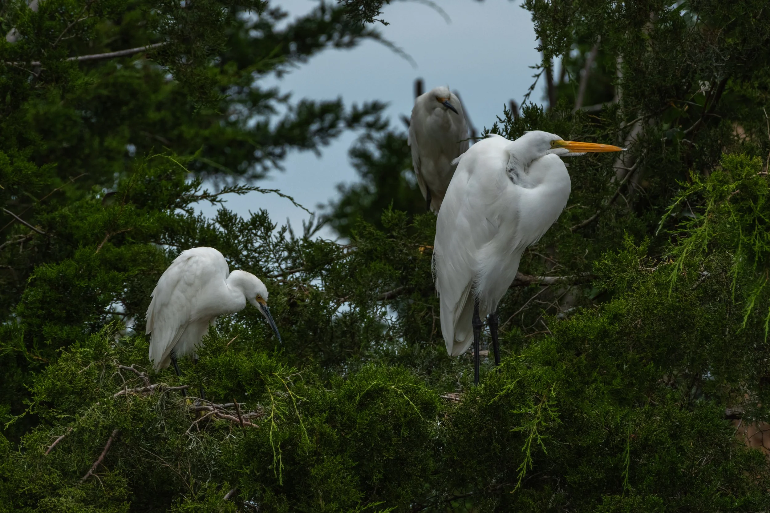 Great and Snowy Egrets_DSC1796