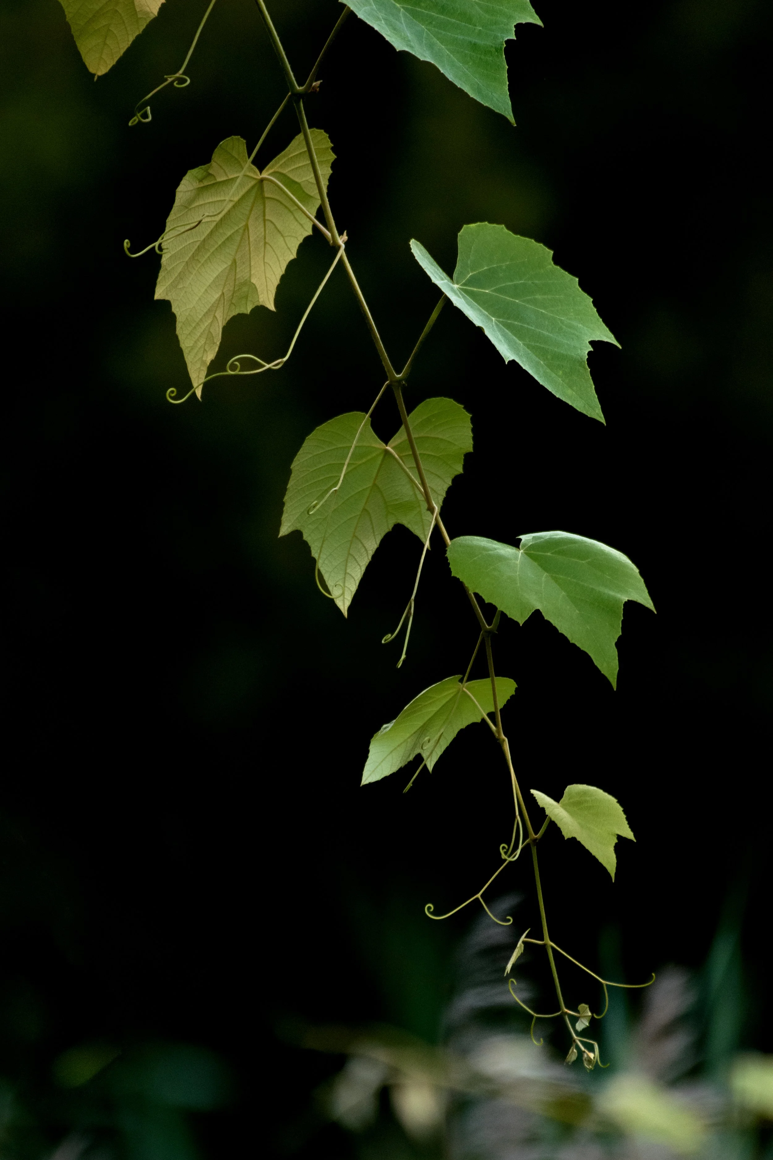 Wild Grape Vine_DSC0104