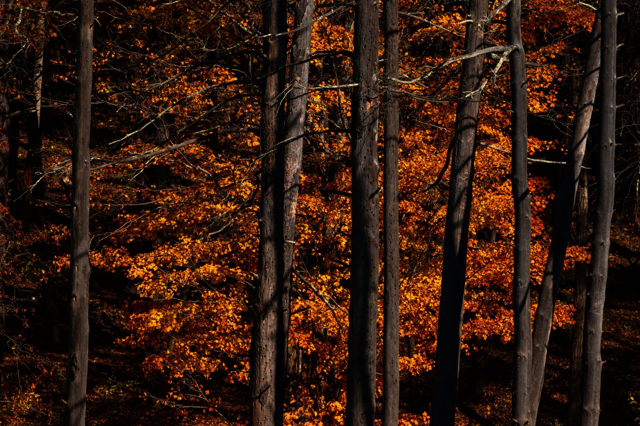 Autumn_DSC2022