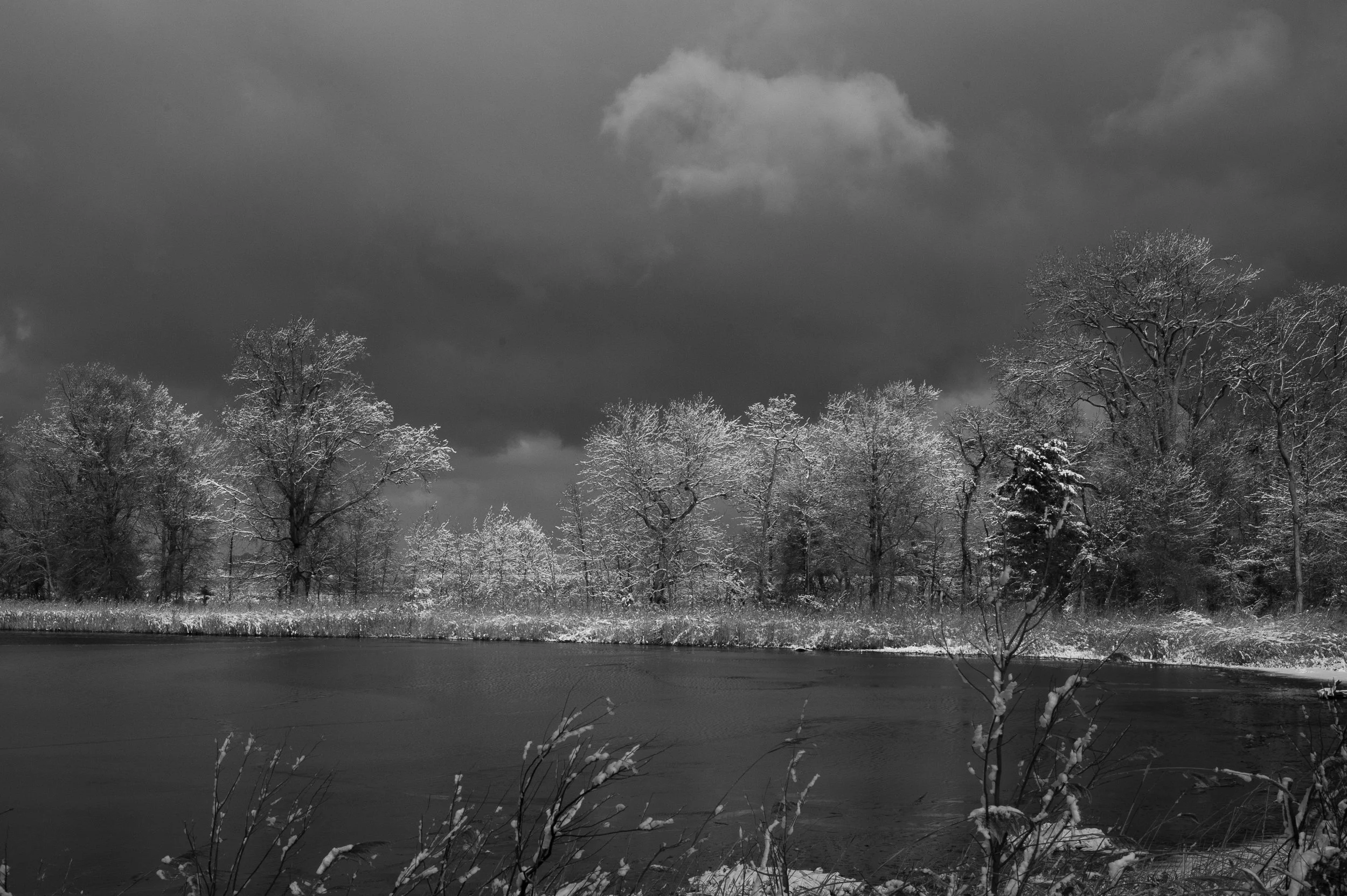 Winter at Bombay Hook BnW_DSC0396
